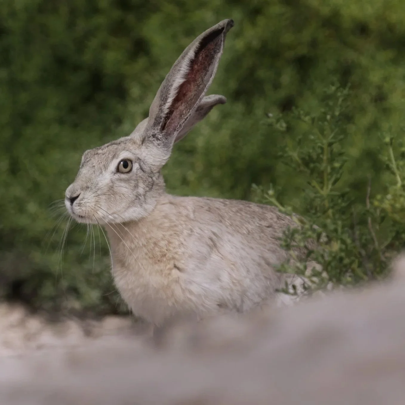Mammals Of UAE