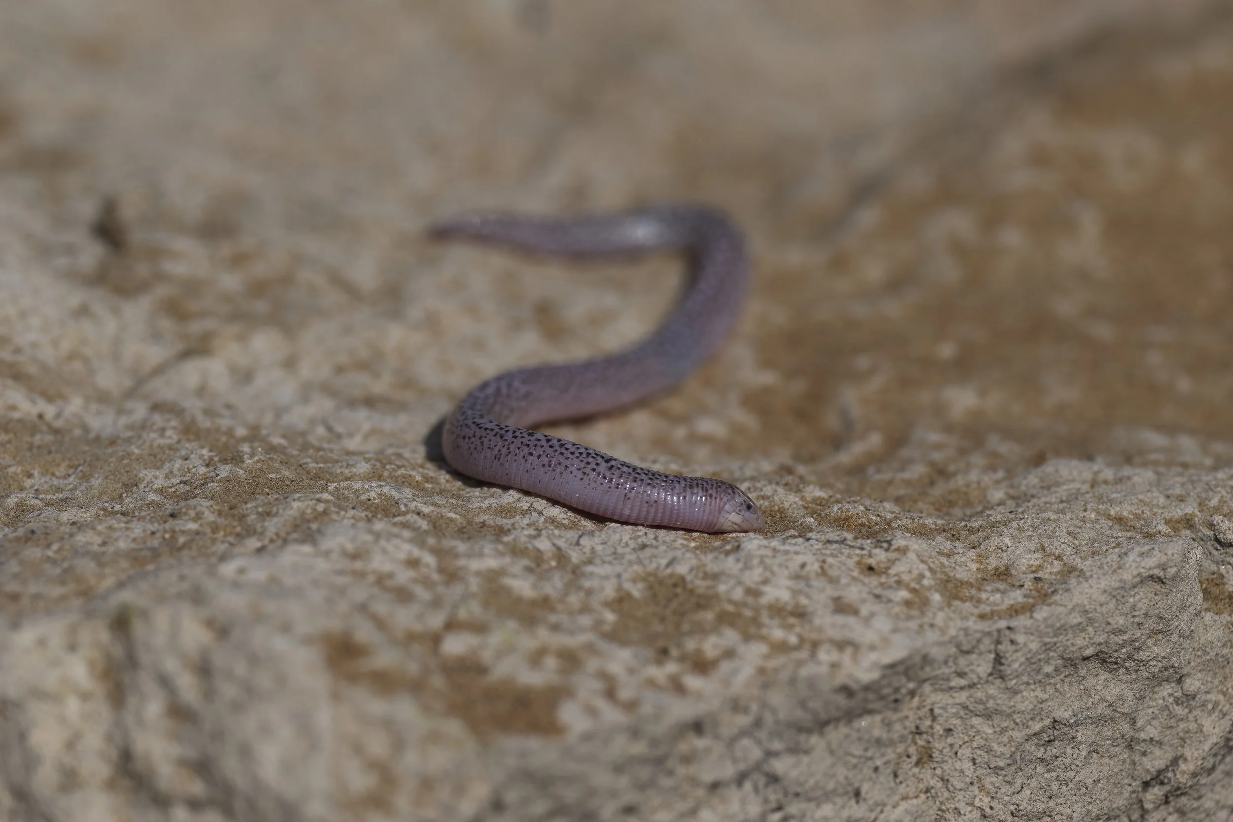 Zarudnyi’s Worm Lizard (Diplometopon zarudnyi)