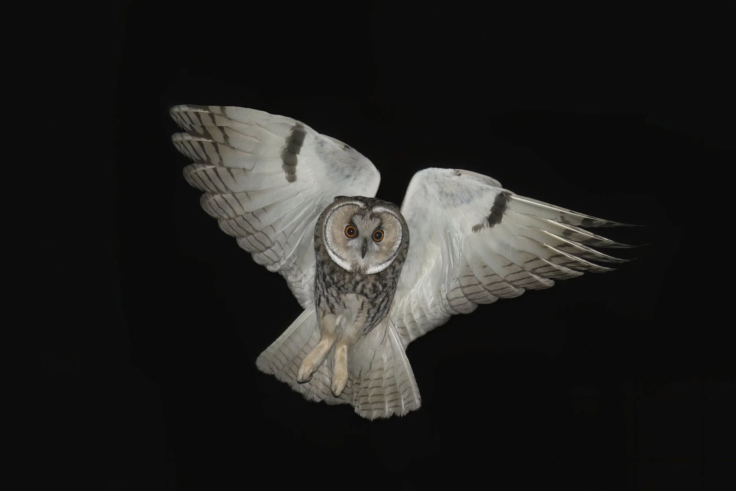 Wildlife Photography Lebanon