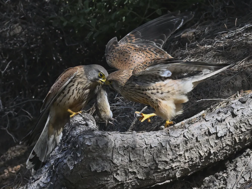 Eurasian Kestrel — best of the story