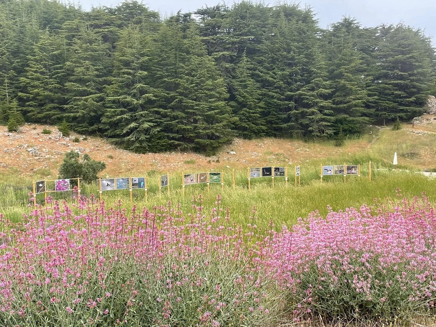 Nature Whisper prints standing in a meadow below cedars, Shouf Biosphere Reserve