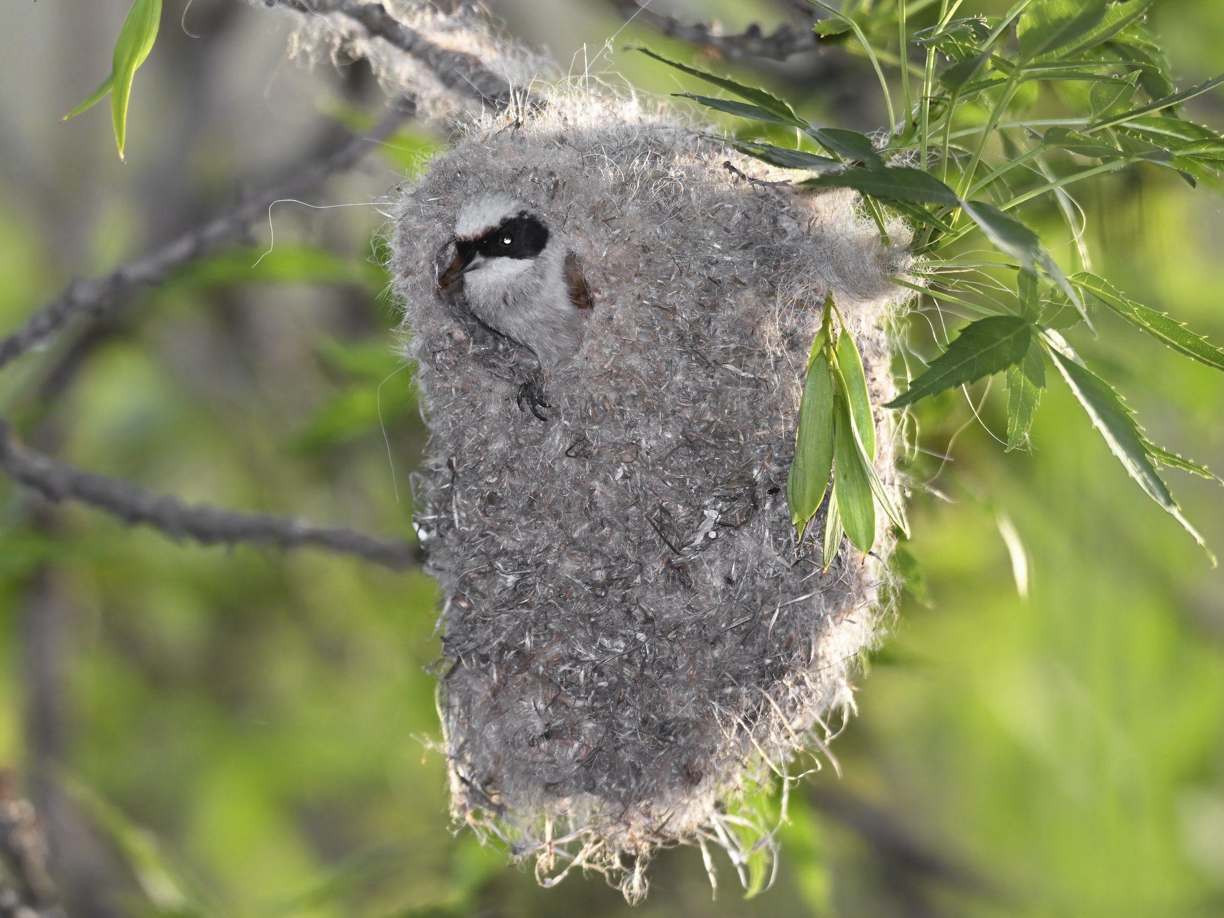 Birds nesting
