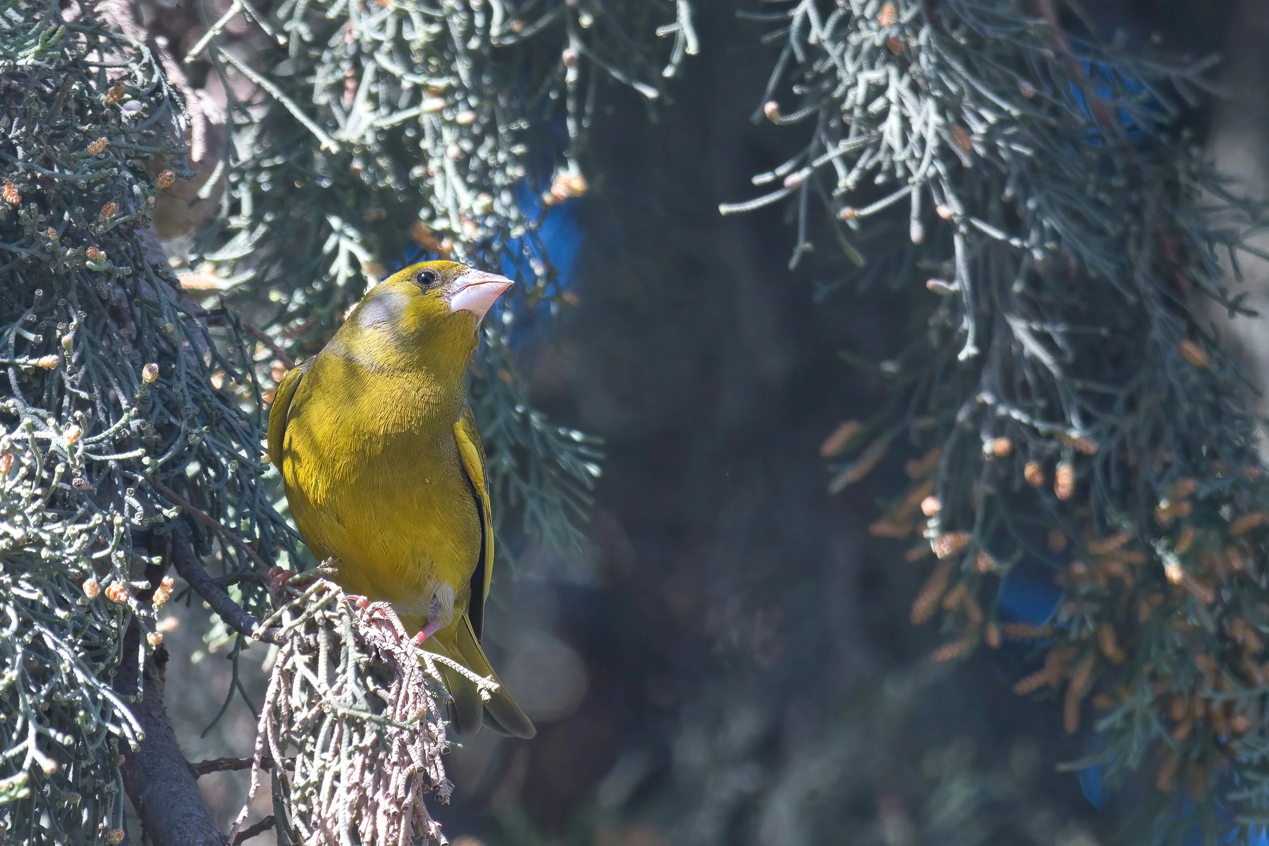 European Greenfinch | الحسون الأخضر الأوروبي | Chloris chloris