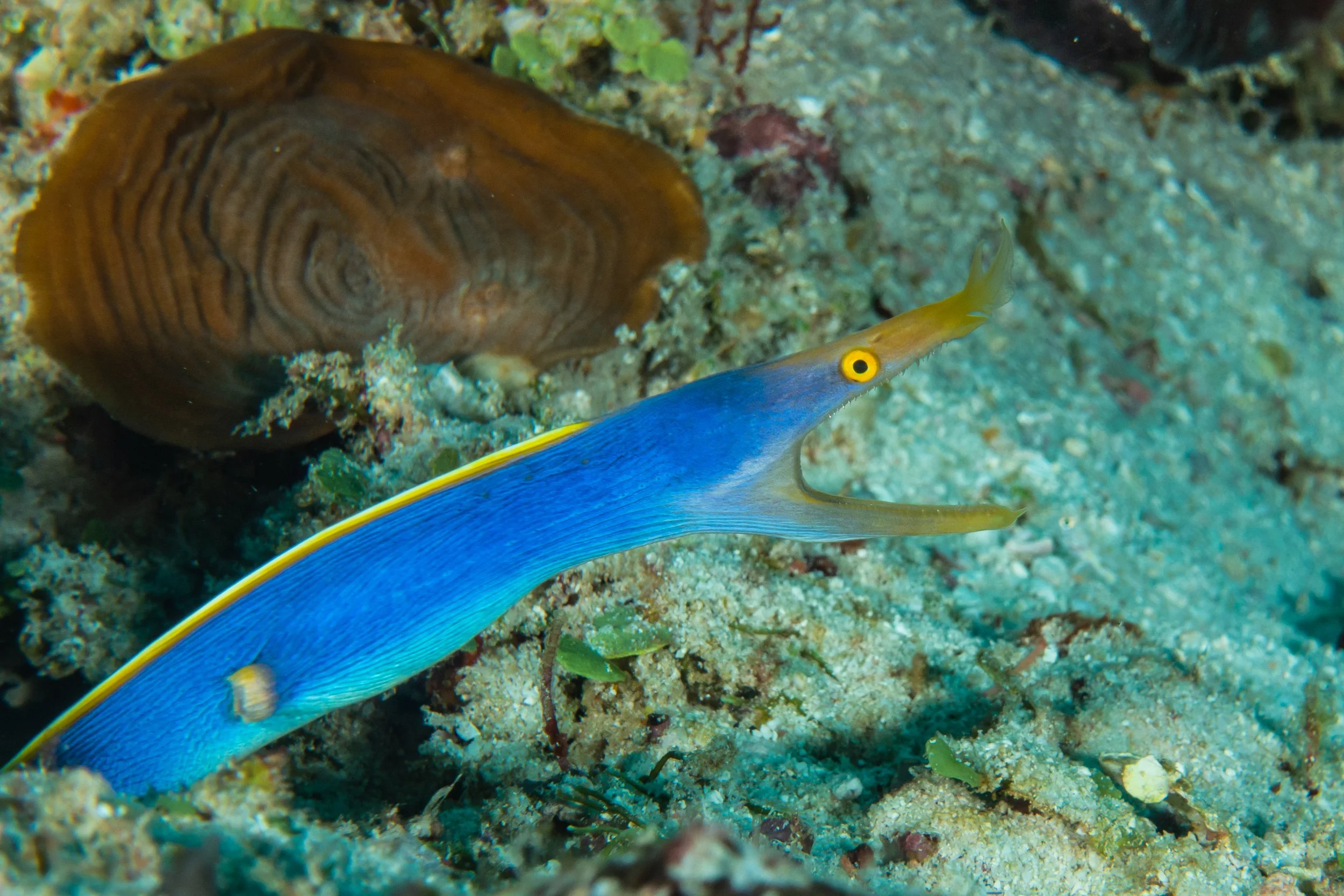 Ribbon Eel - Maldives Marine life