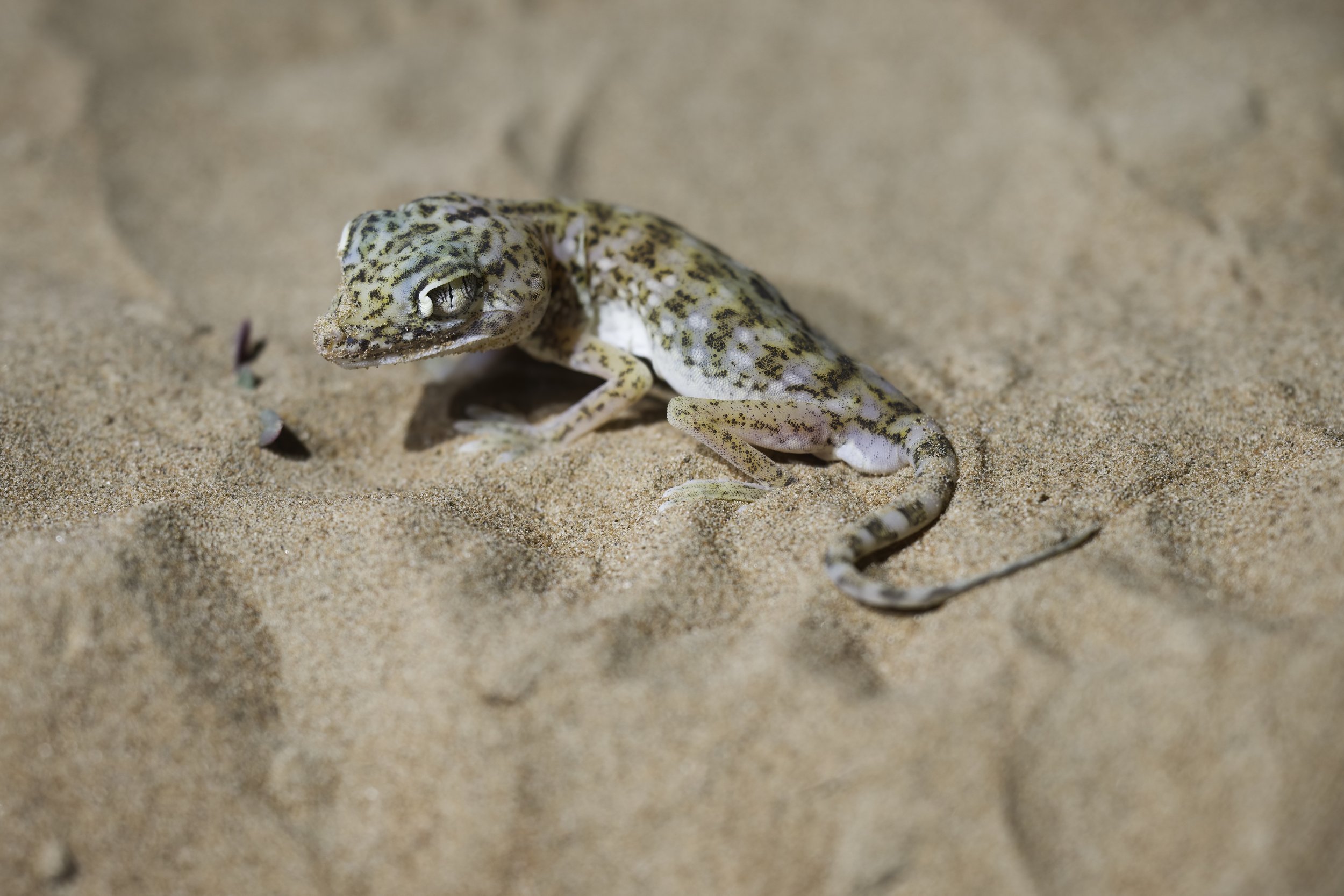 Eastern Sand Gecko ( Stenodactylus leptocosymbotes  ) Gecko,UAE 