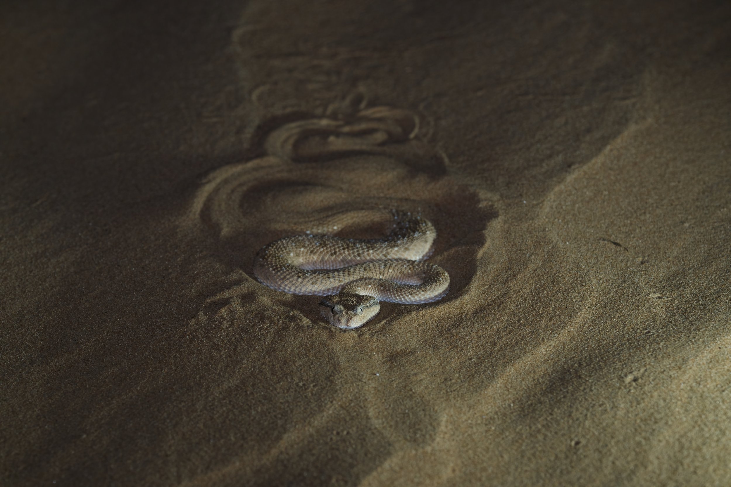 A small snake coiled on sandy ground, with its head slightly raised and facing the camera.