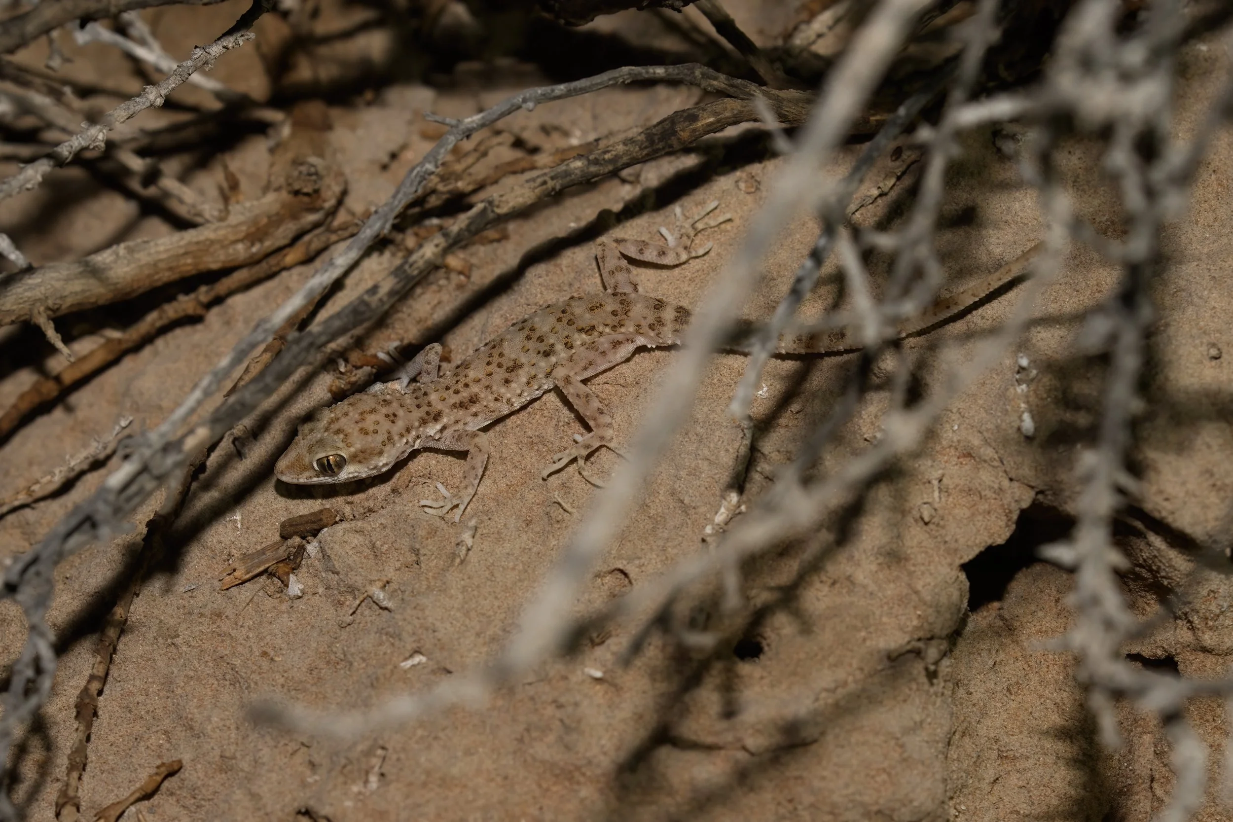Baluch Ground Gecko | الوزغ الأرضي البلوشي | Bunopus tuberculatus