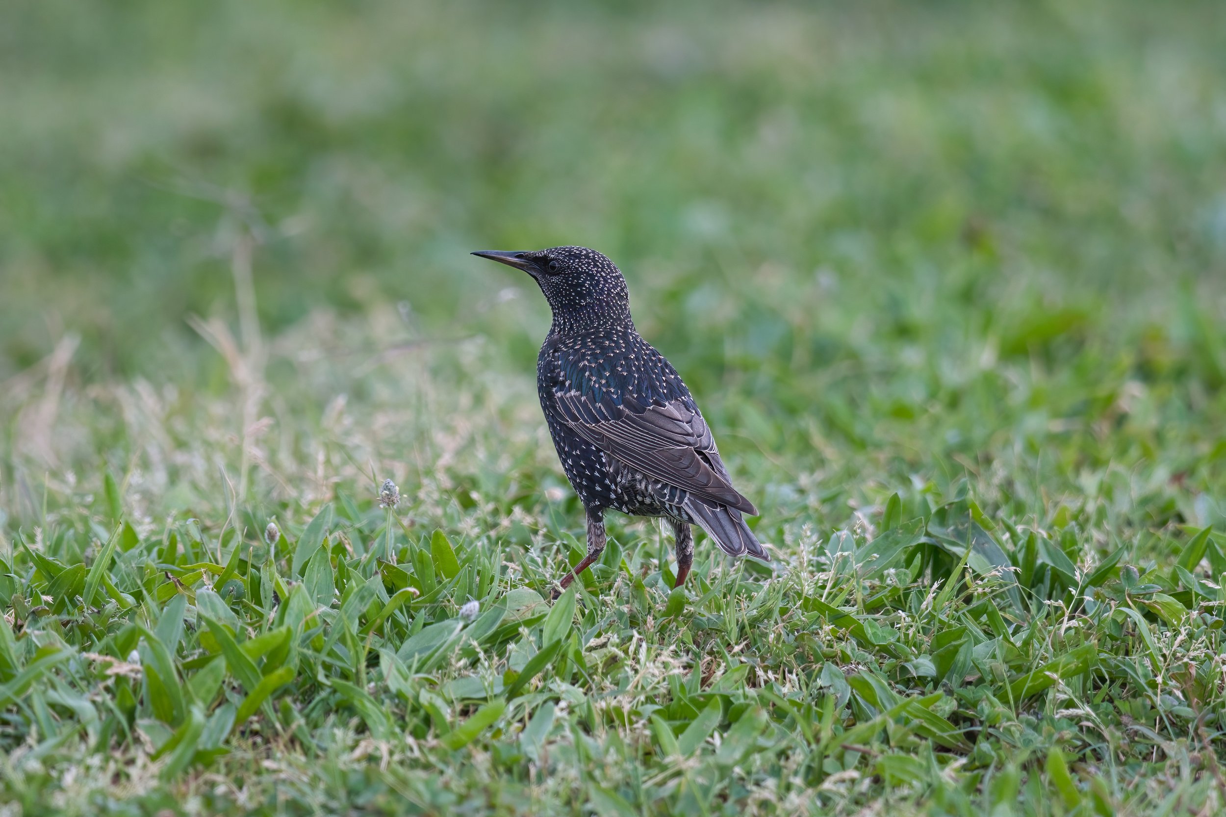 Common Starling (زرزور شائع) \ Sturnus vulgaris