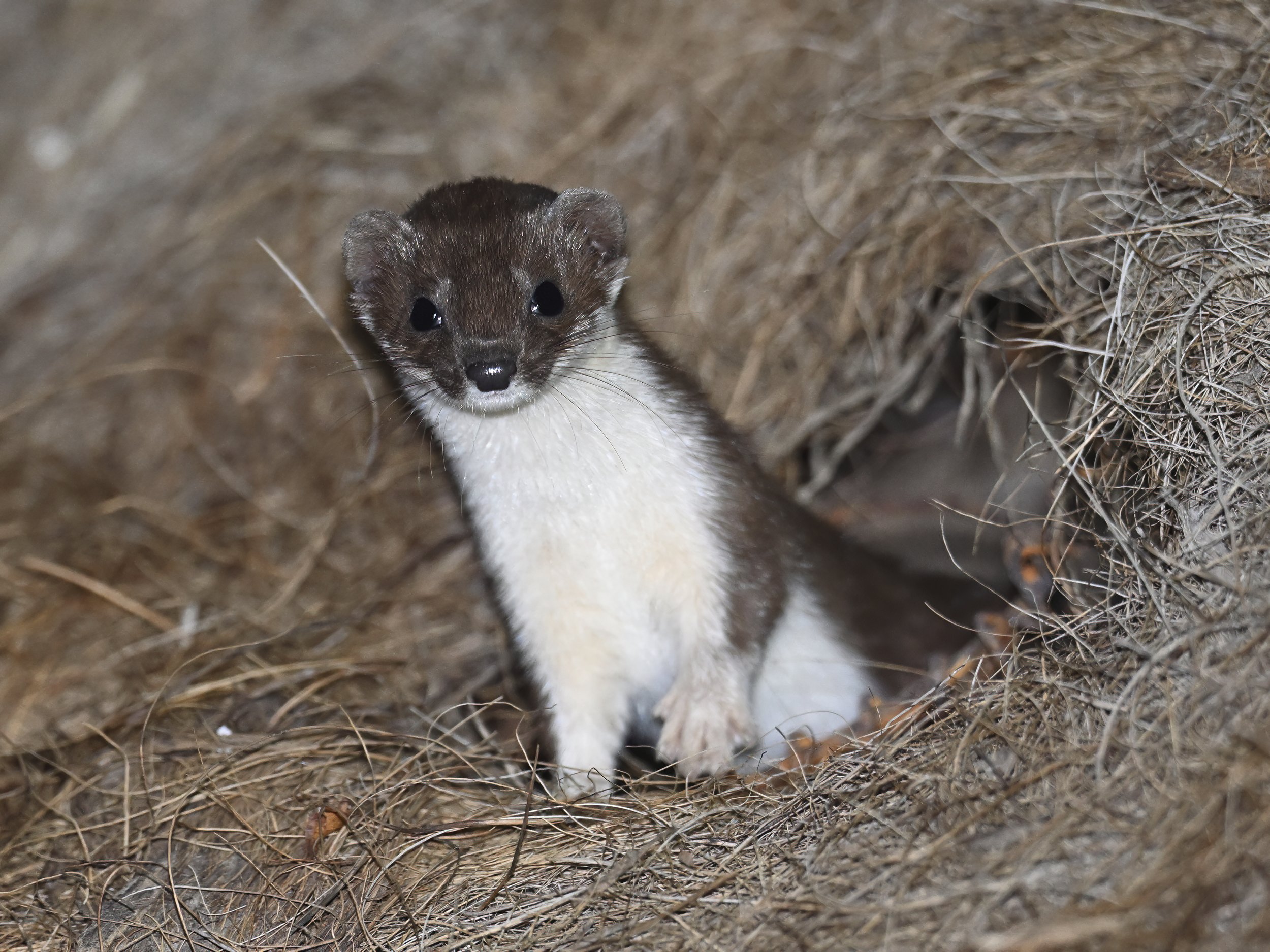 Least weasel Lebanon