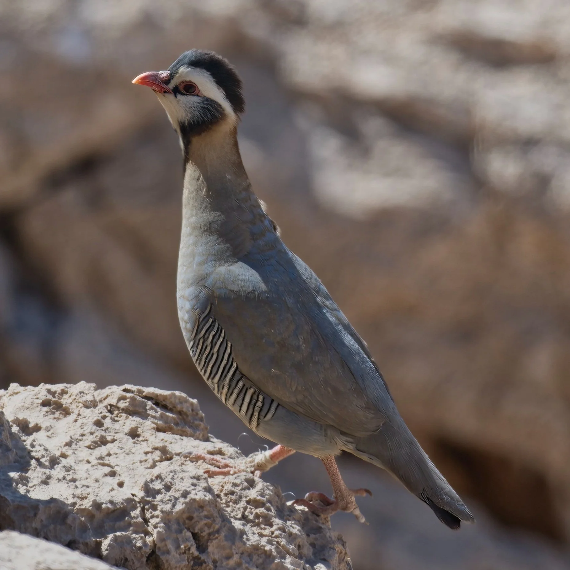 Arabian Partridge (Alectoris melanocephala)