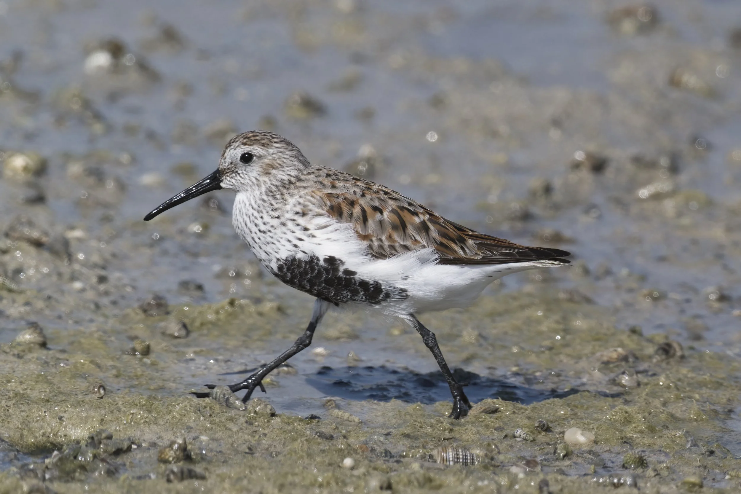 Dunlin Calidris alpina