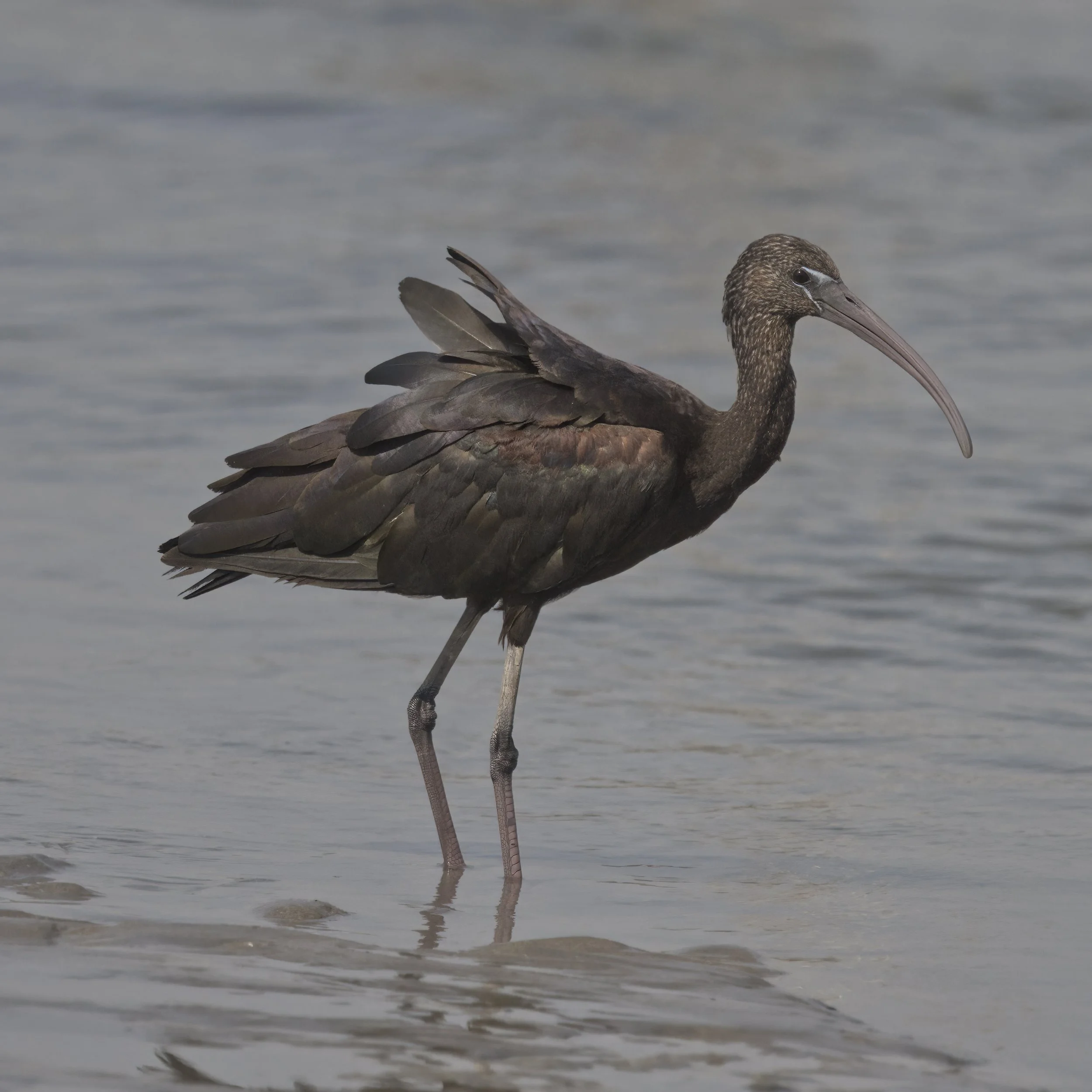 Glossy Ibis (Plegadis falcinellus)
