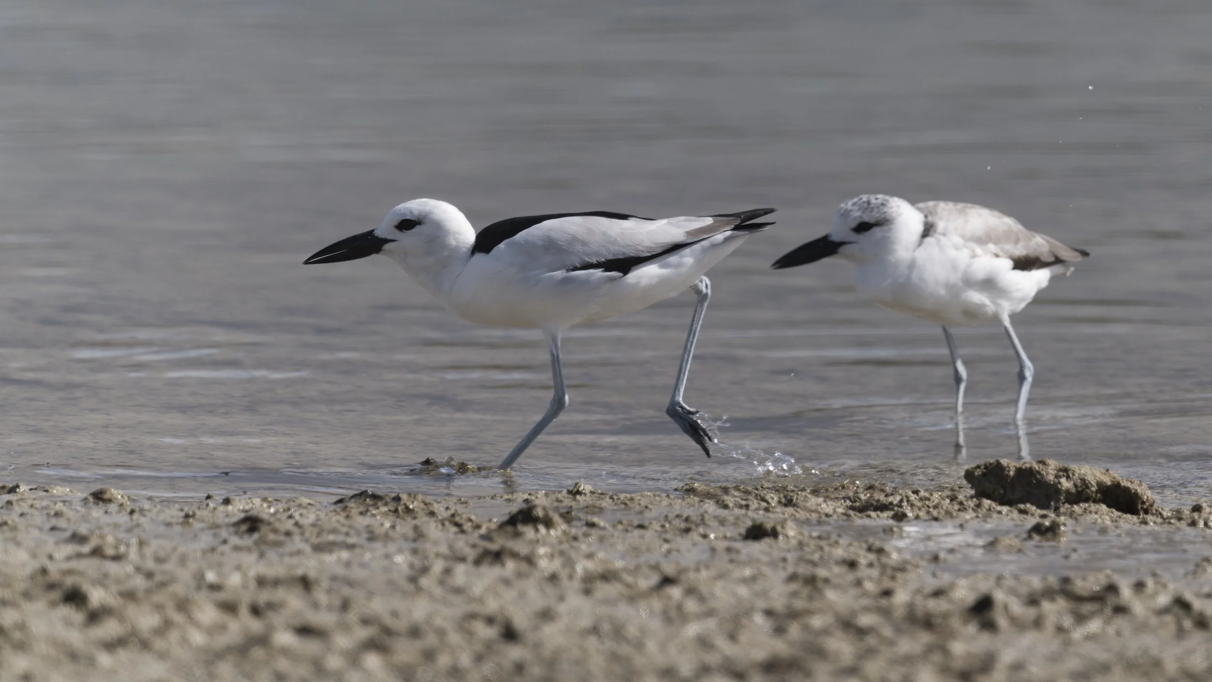 Birds watching Trips UAE