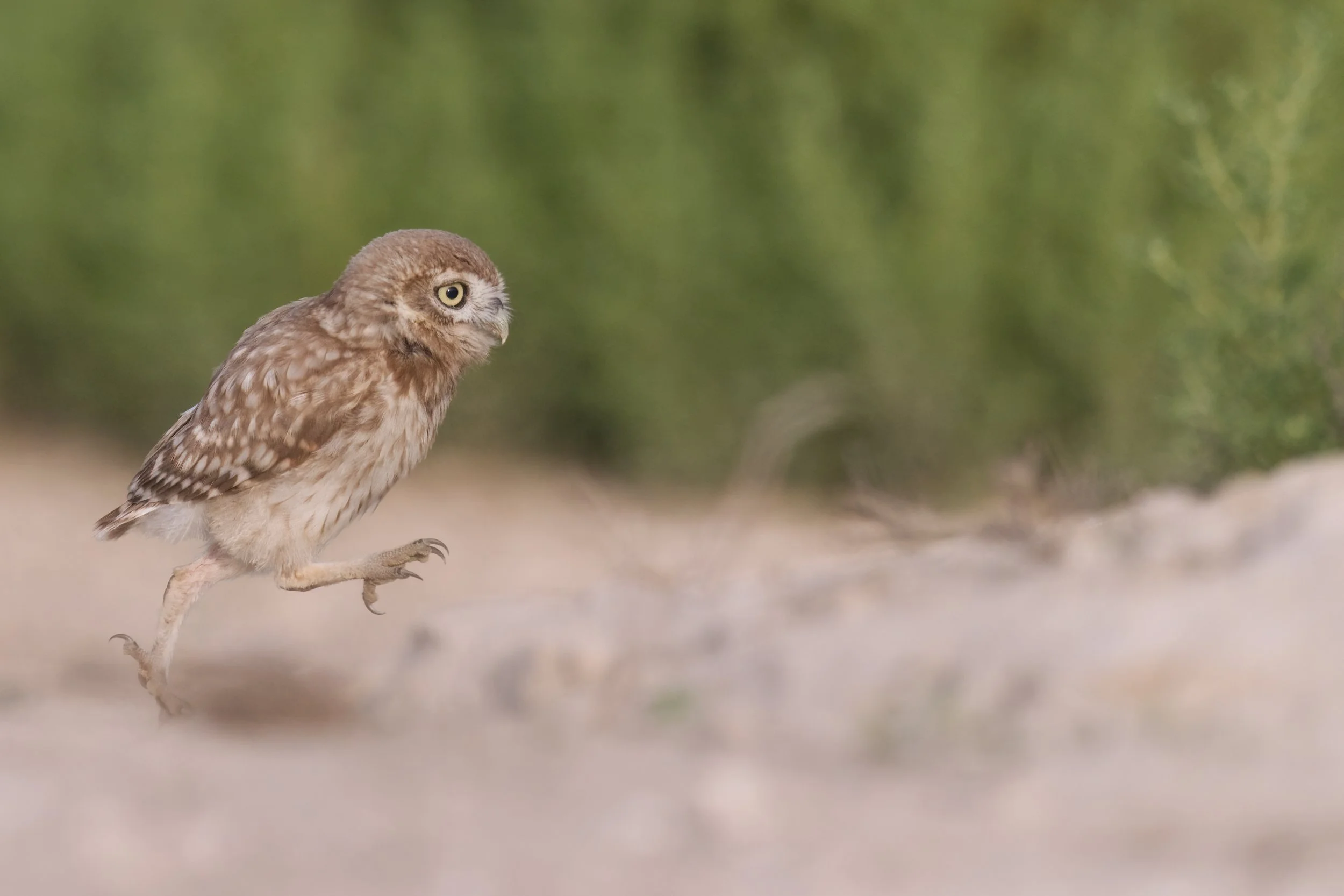 _Z099364 Little Owl.jpeg