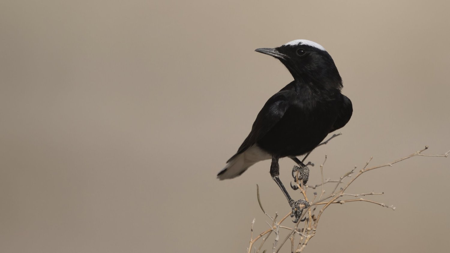 White-crowned Wheatear, UAE