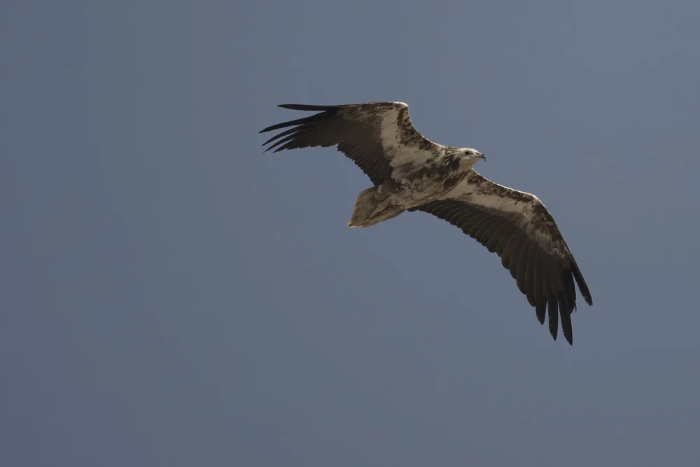 Egyptian Vulture Colony Jebel Hafeet UAE