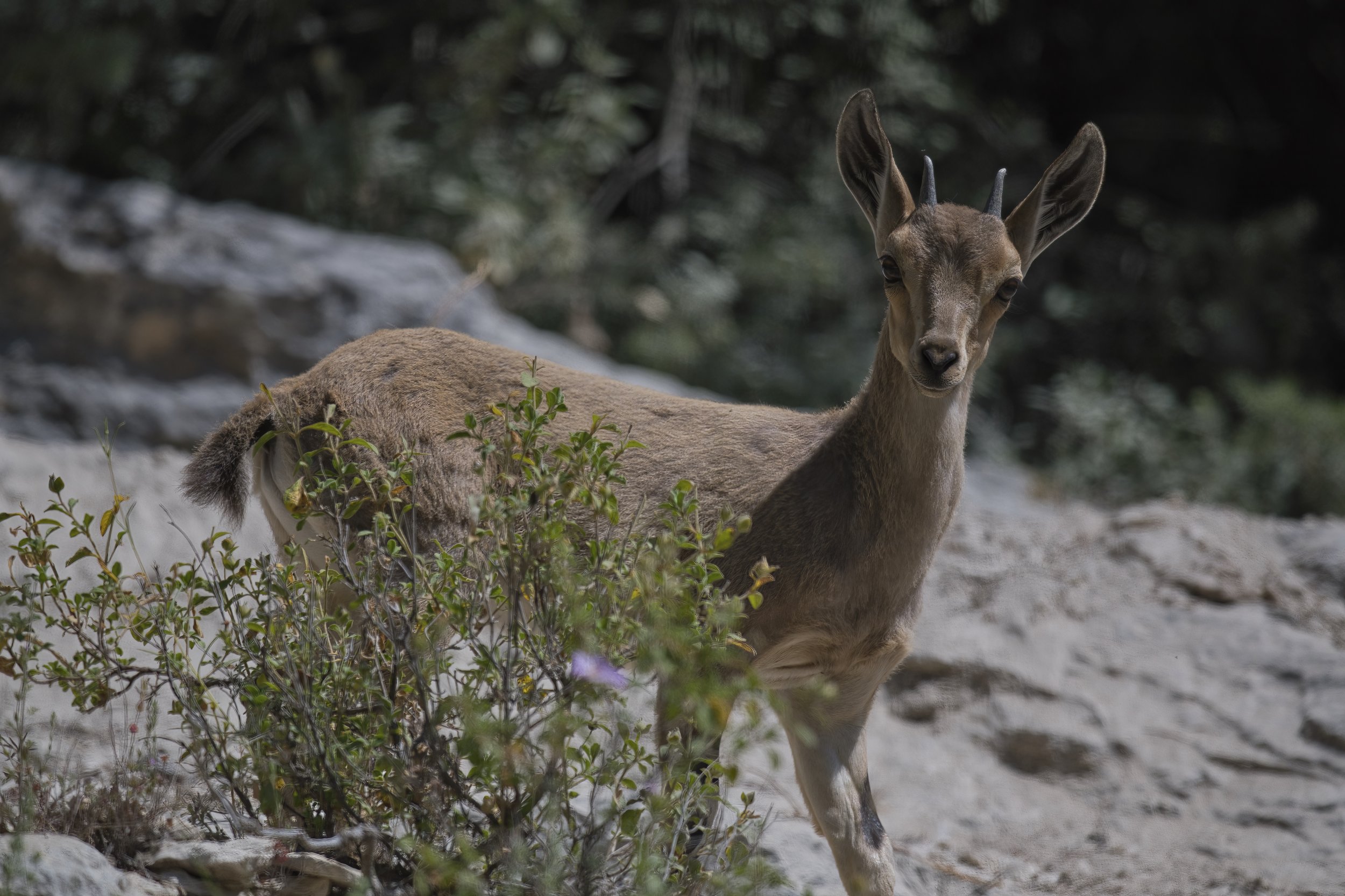 Nubian Ibex lebanon