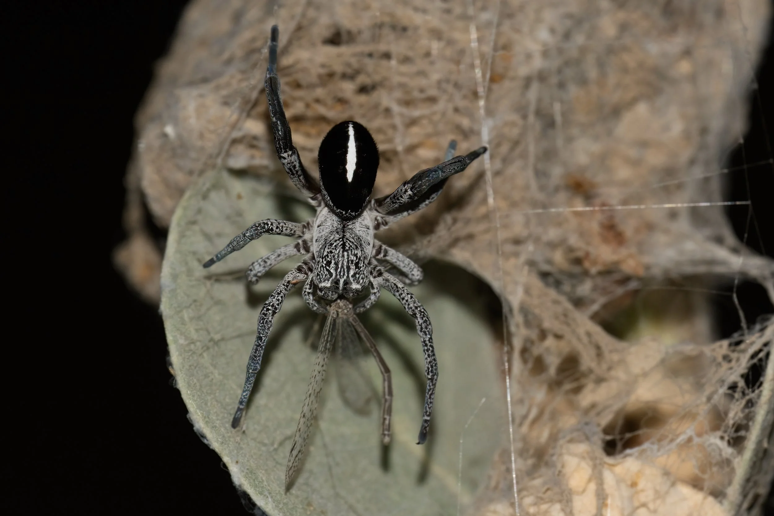 Desert Velvet Spider | العنكبوت المخملي الصحراوي | Stegodyphus lineatus