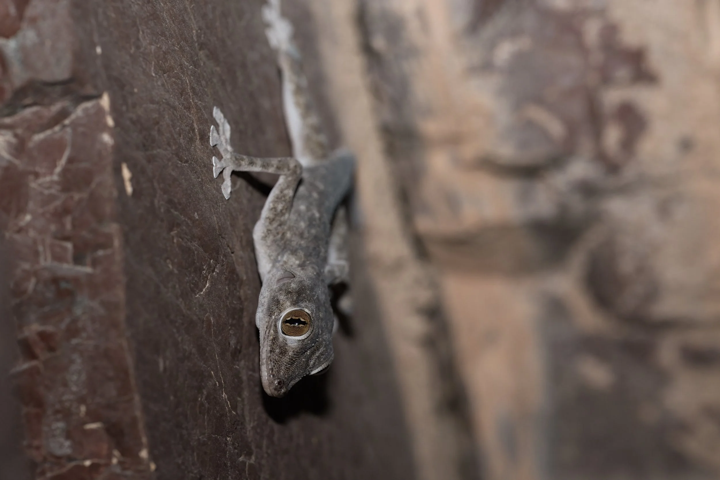Orlov’s Fan-footed Gecko_Z091498.jpeg