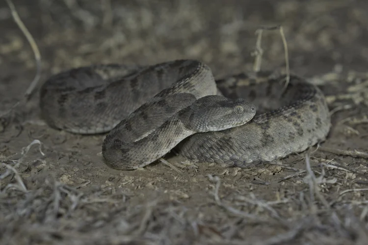 Hajar Saw-scaled Viper