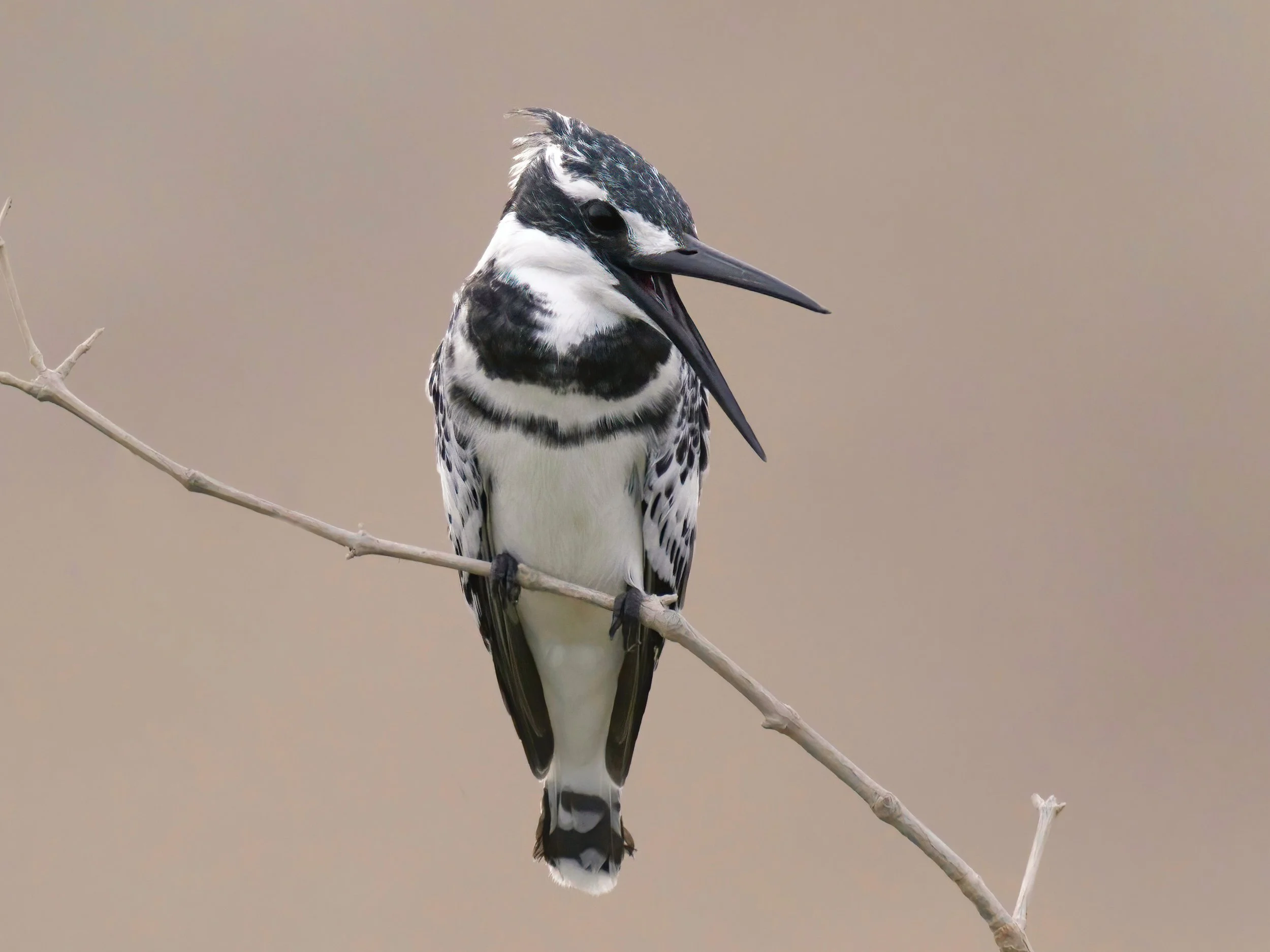 Pied kingfisher_Z099351.jpeg