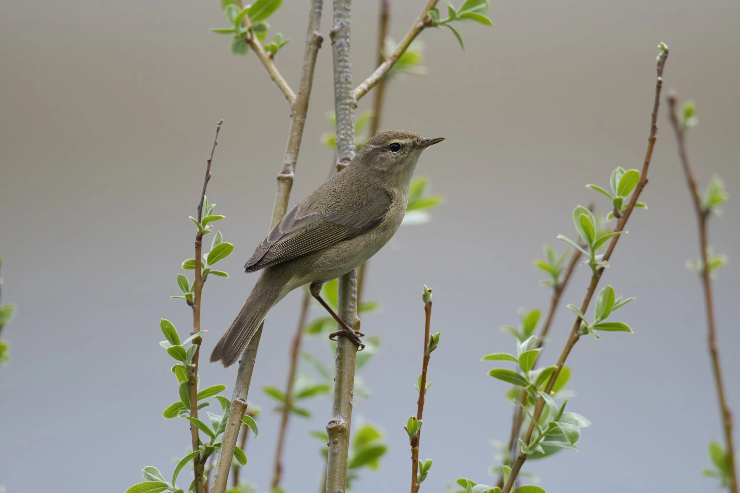 Willow Warbler D54_0113.jpeg