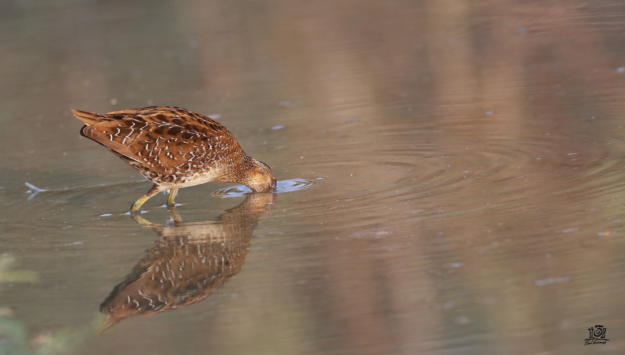 Photo Credit: Paul Kinnock