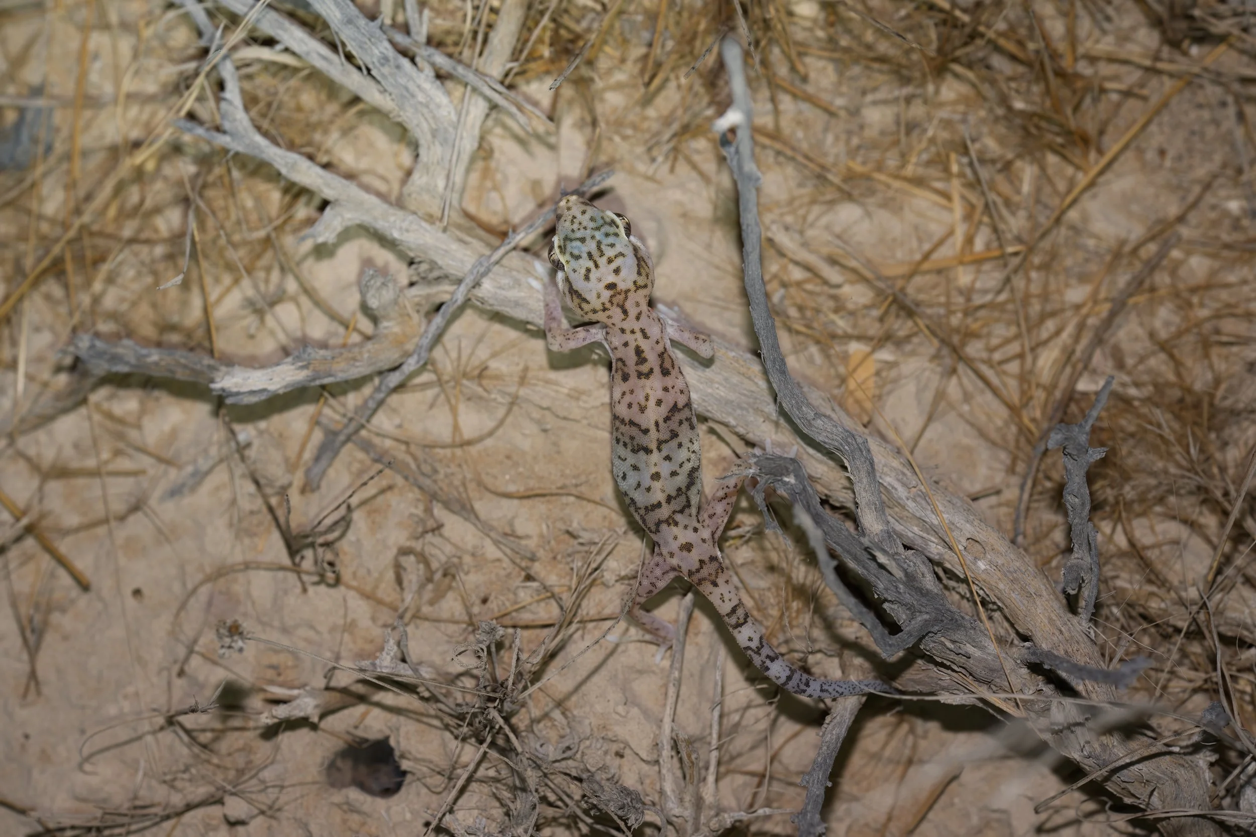 Eastern Sand Gecko | وزغ الرمال الشرقي | Stenodactylus leptocosymbotes