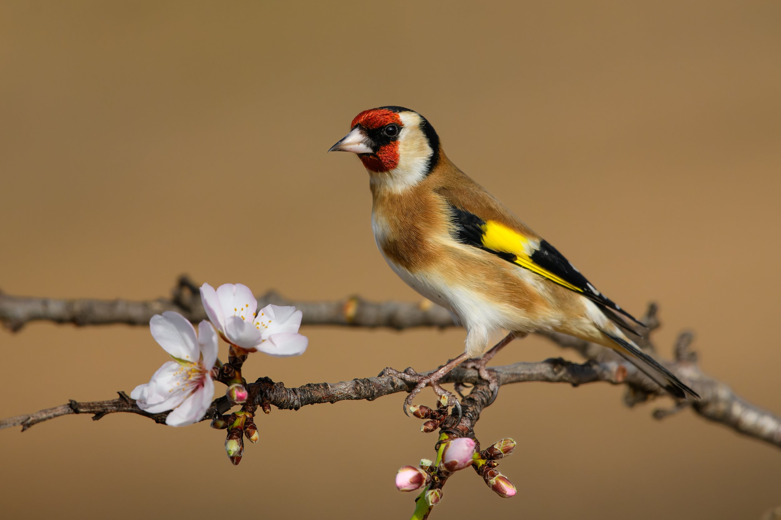 Goldfinch - Spain wildlife