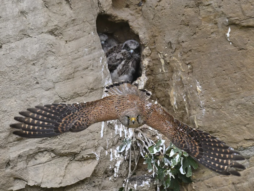 Eurasian Kestrel — best of the story