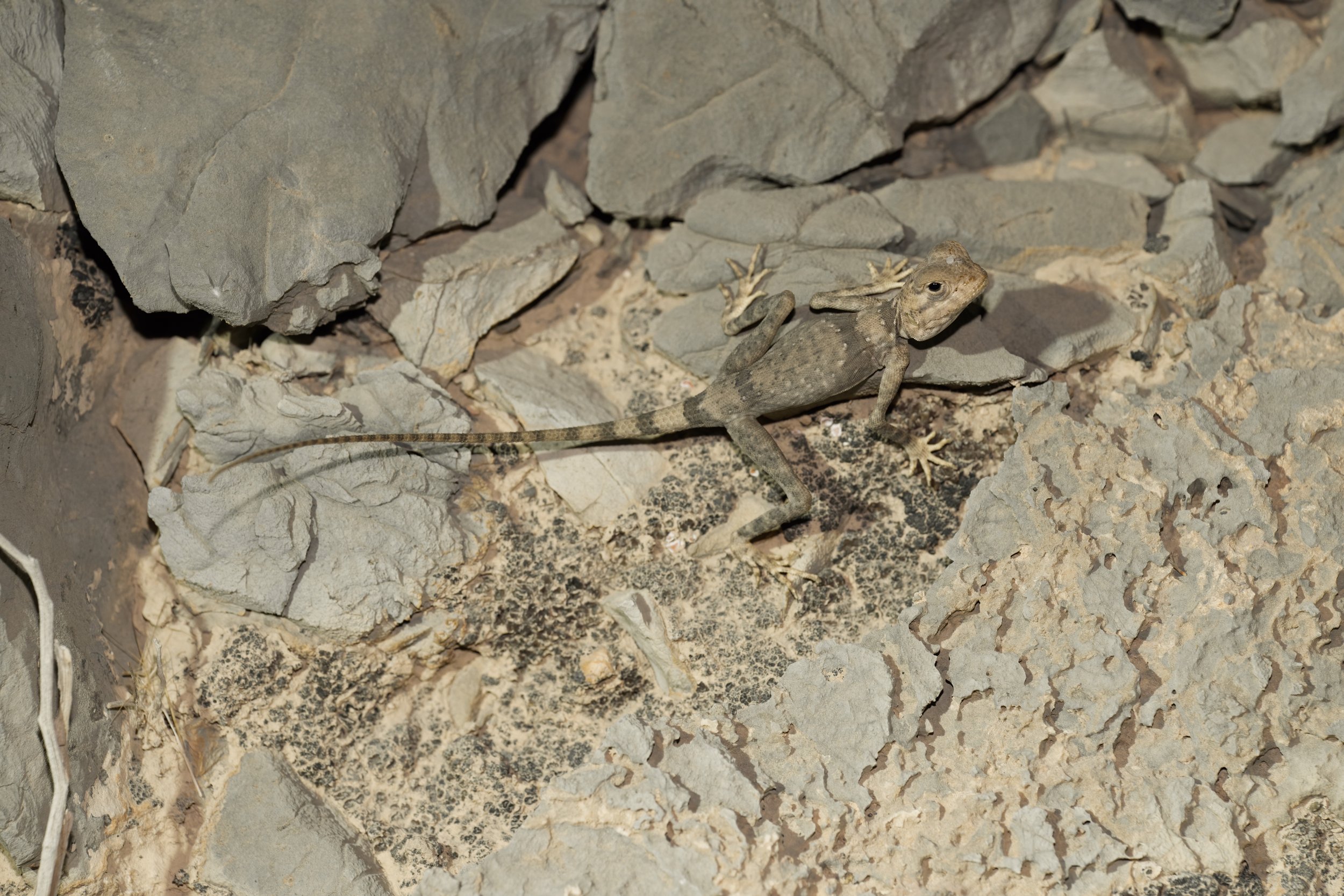 Hajar Rock Agama UAE | Pseudotrapelus jensvindumi