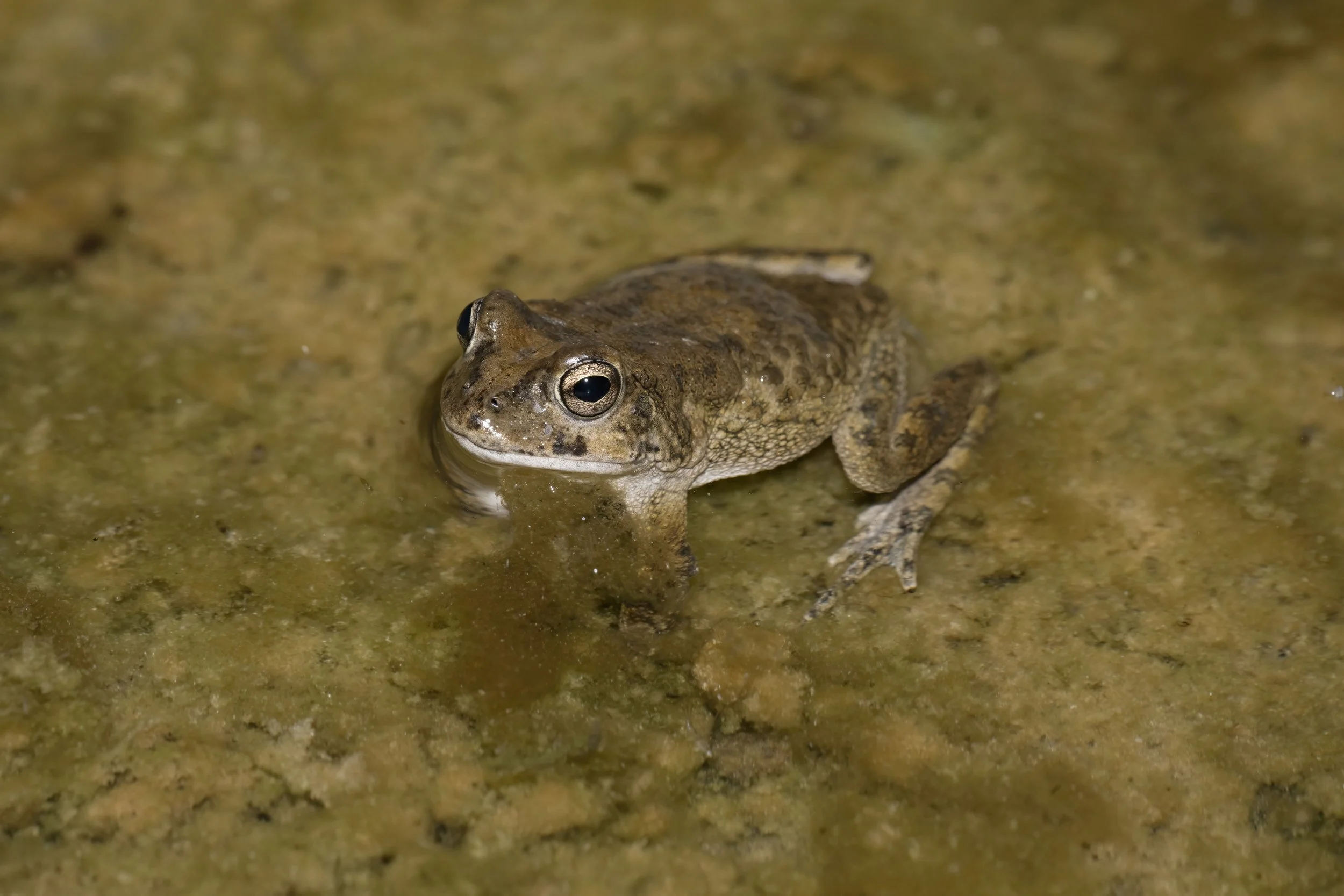 Arabian Toad_Z091624.jpeg