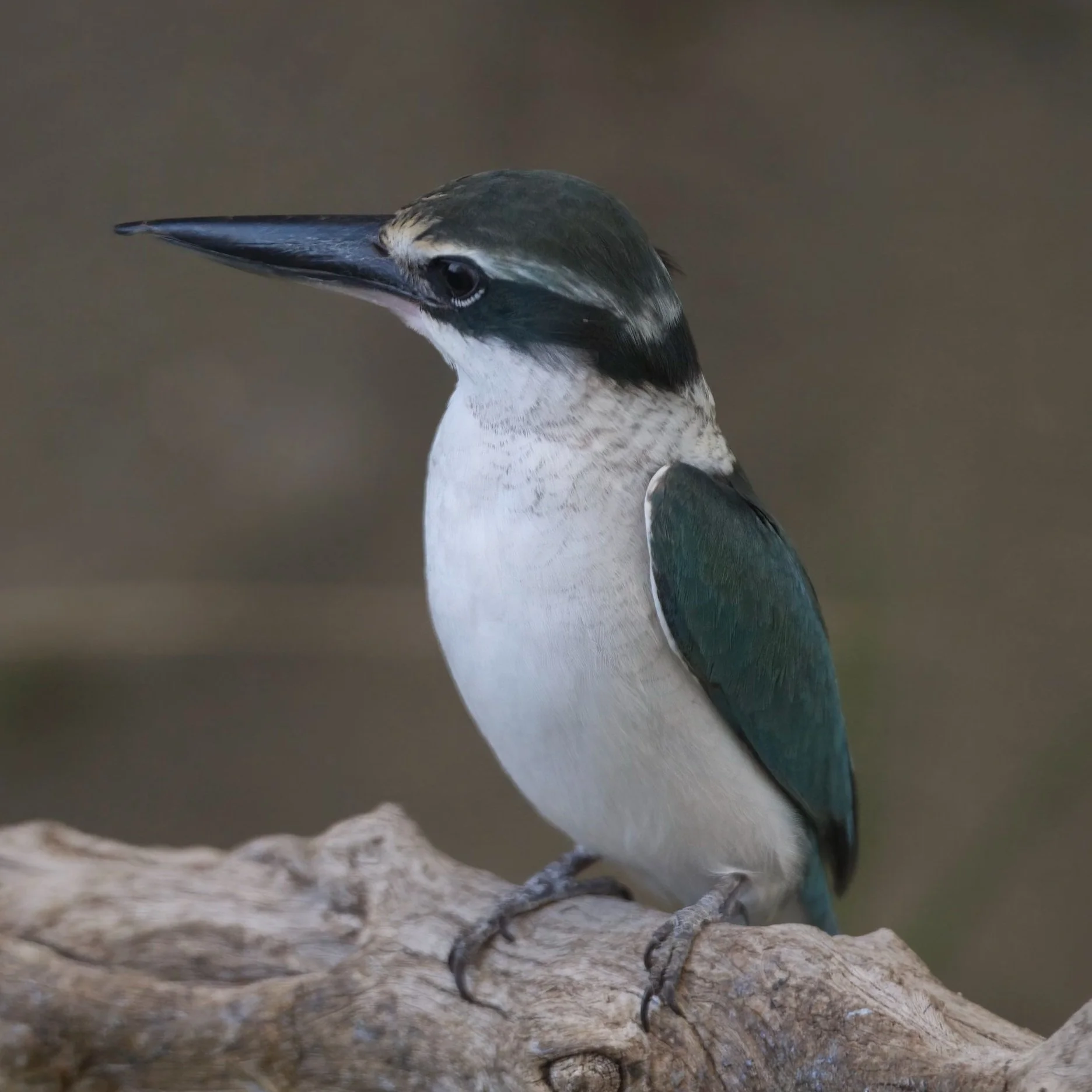 Arabian Collared Kingfisher (Todiramphus chloris kalbensis)
