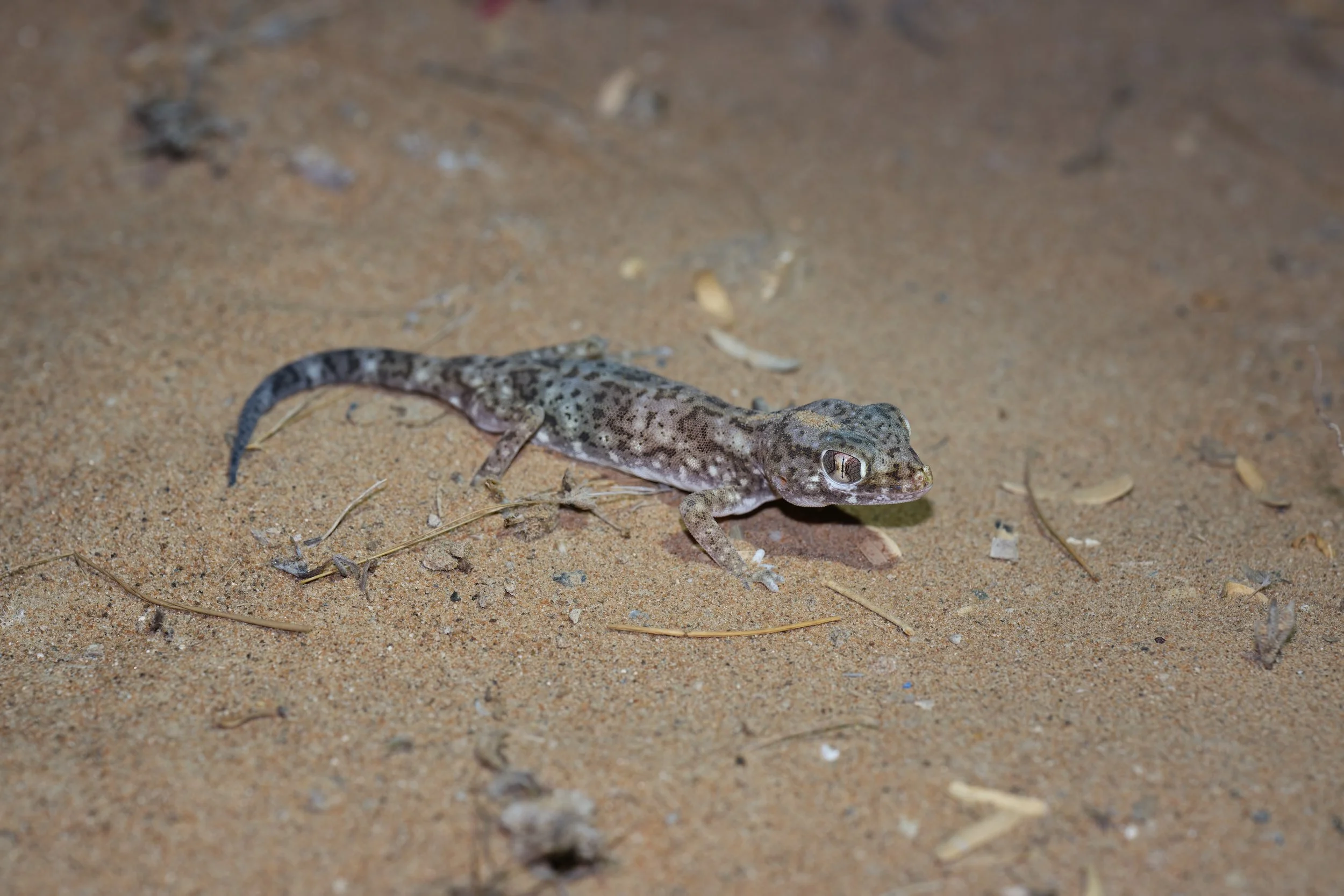 Eastern Sand Gecko | وزغ الرمال الشرقي | Stenodactylus leptocosymbotes