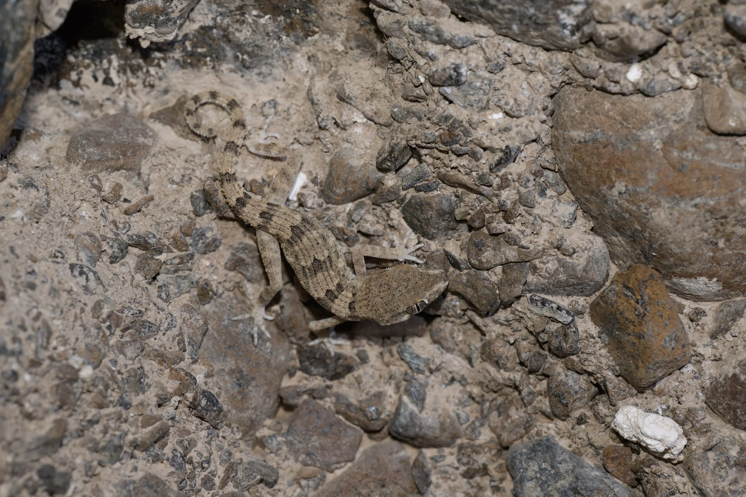 Hajar Banded Ground Gecko\Trachydactylus hajarensis