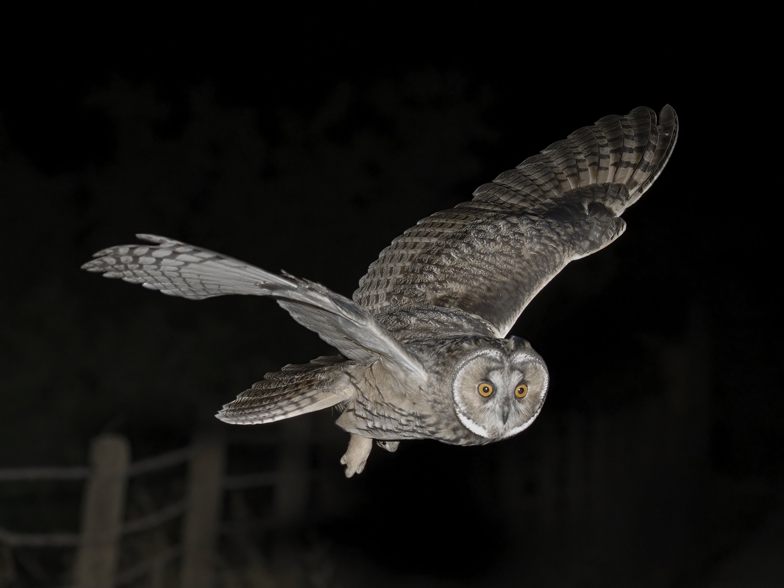 Owls Lebanon