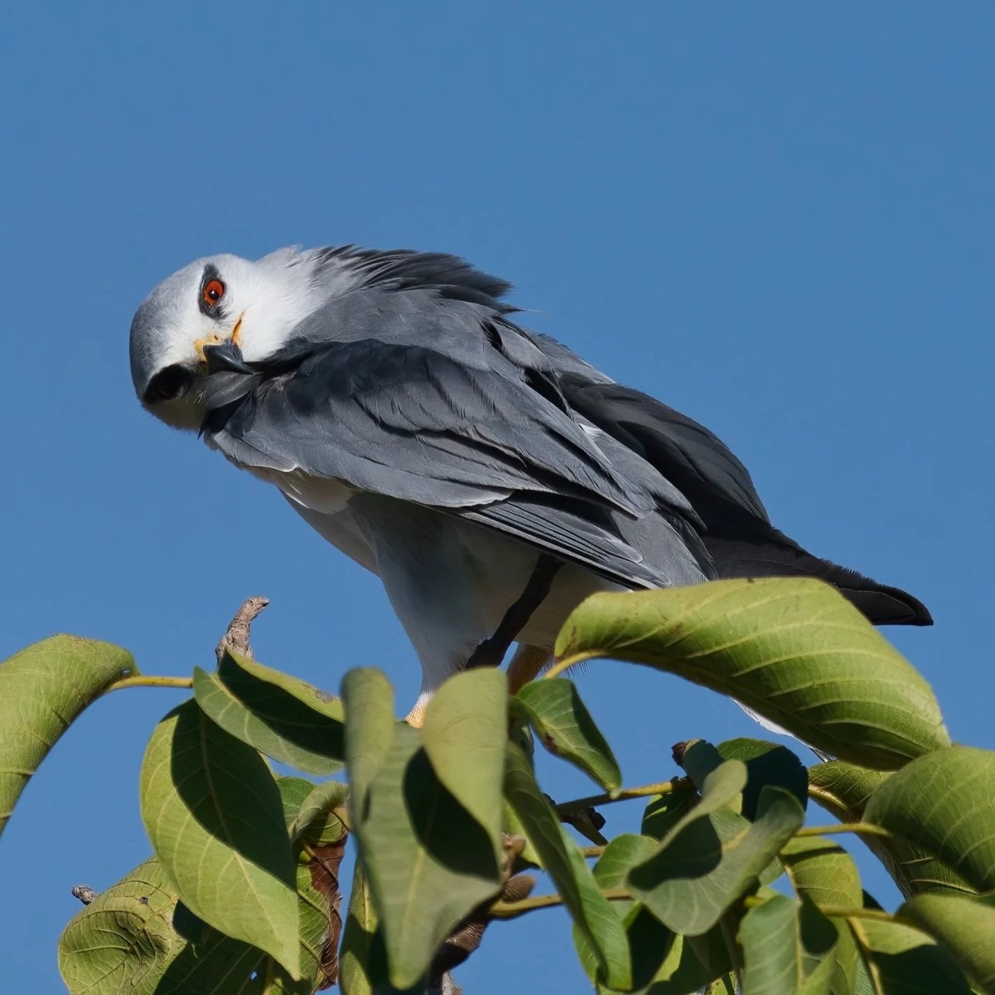Birds of Prey Lebanon
