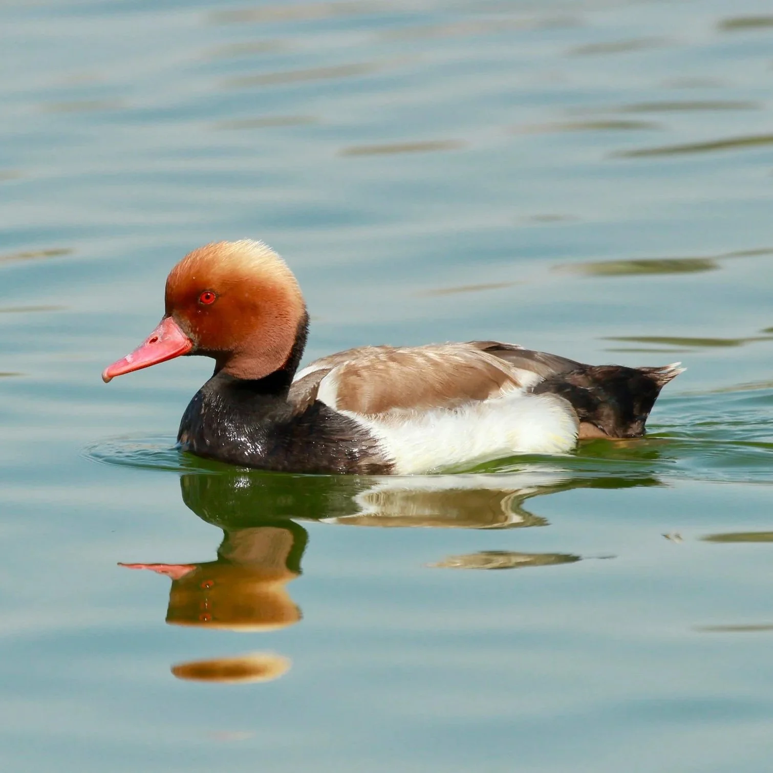 Red-crested Pochard \ Netta rufina