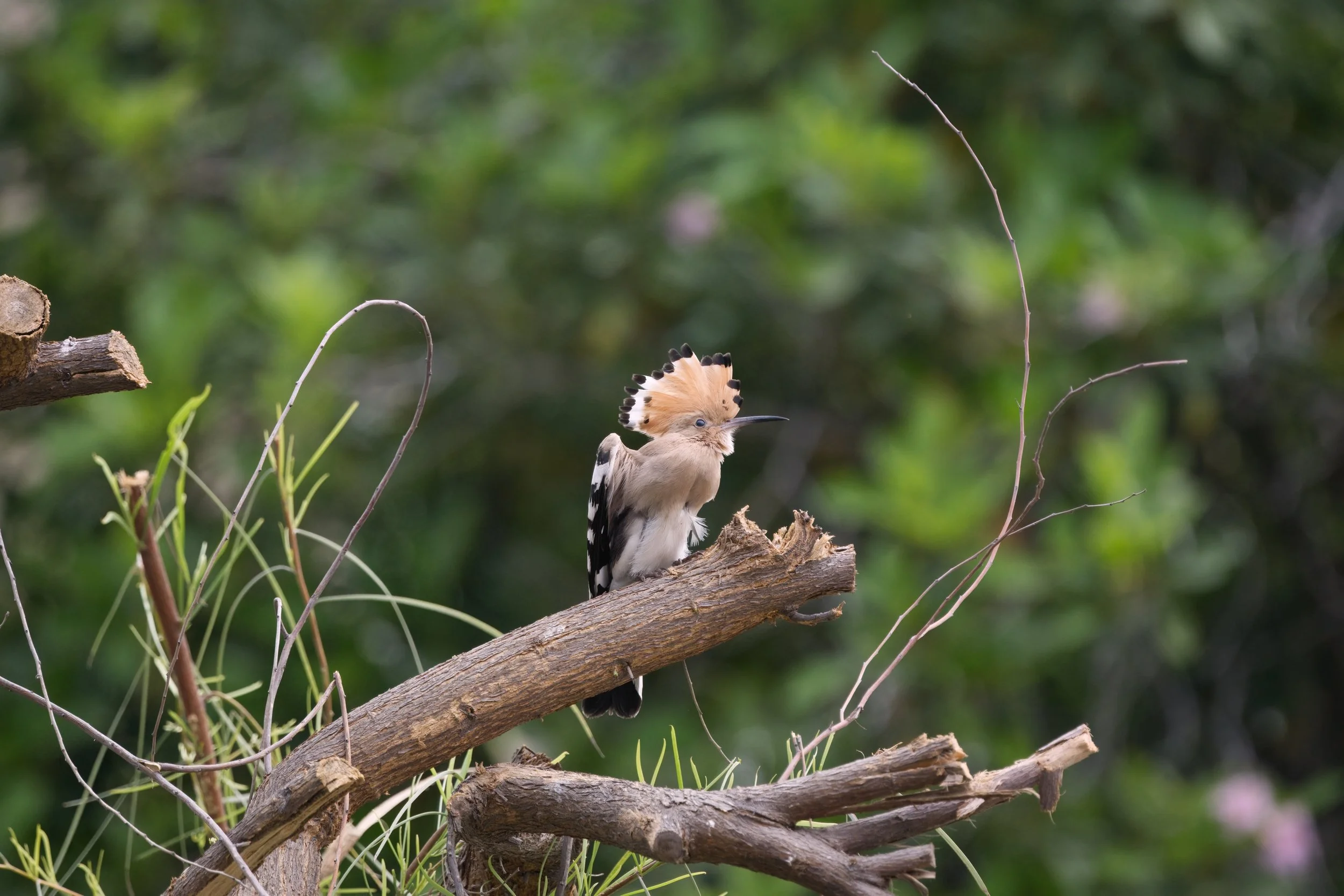 Eurasian Hoopoe (هدهد أوراسي)
