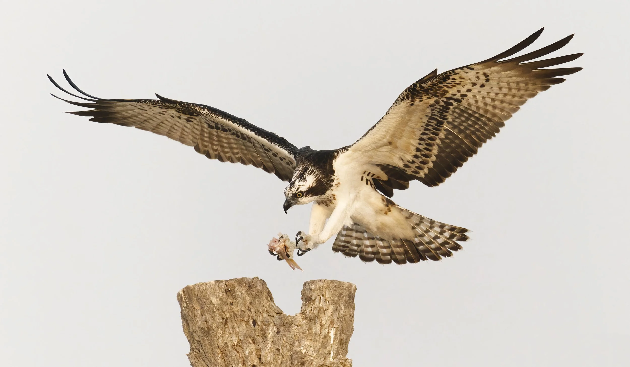 Wildlife Photography UAE