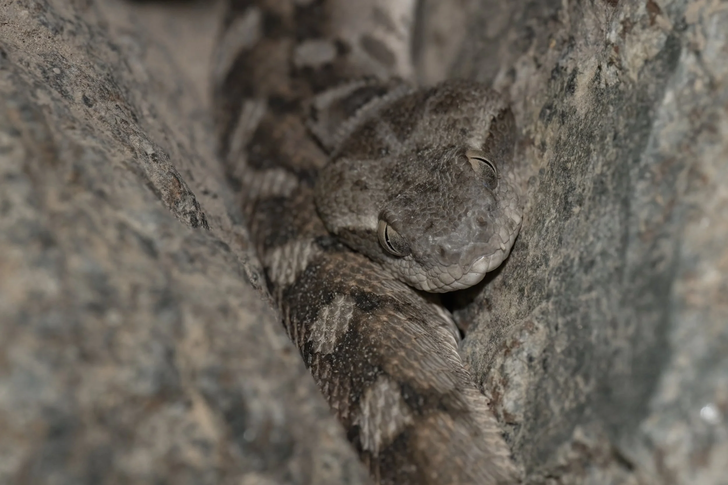 Echis omanensis