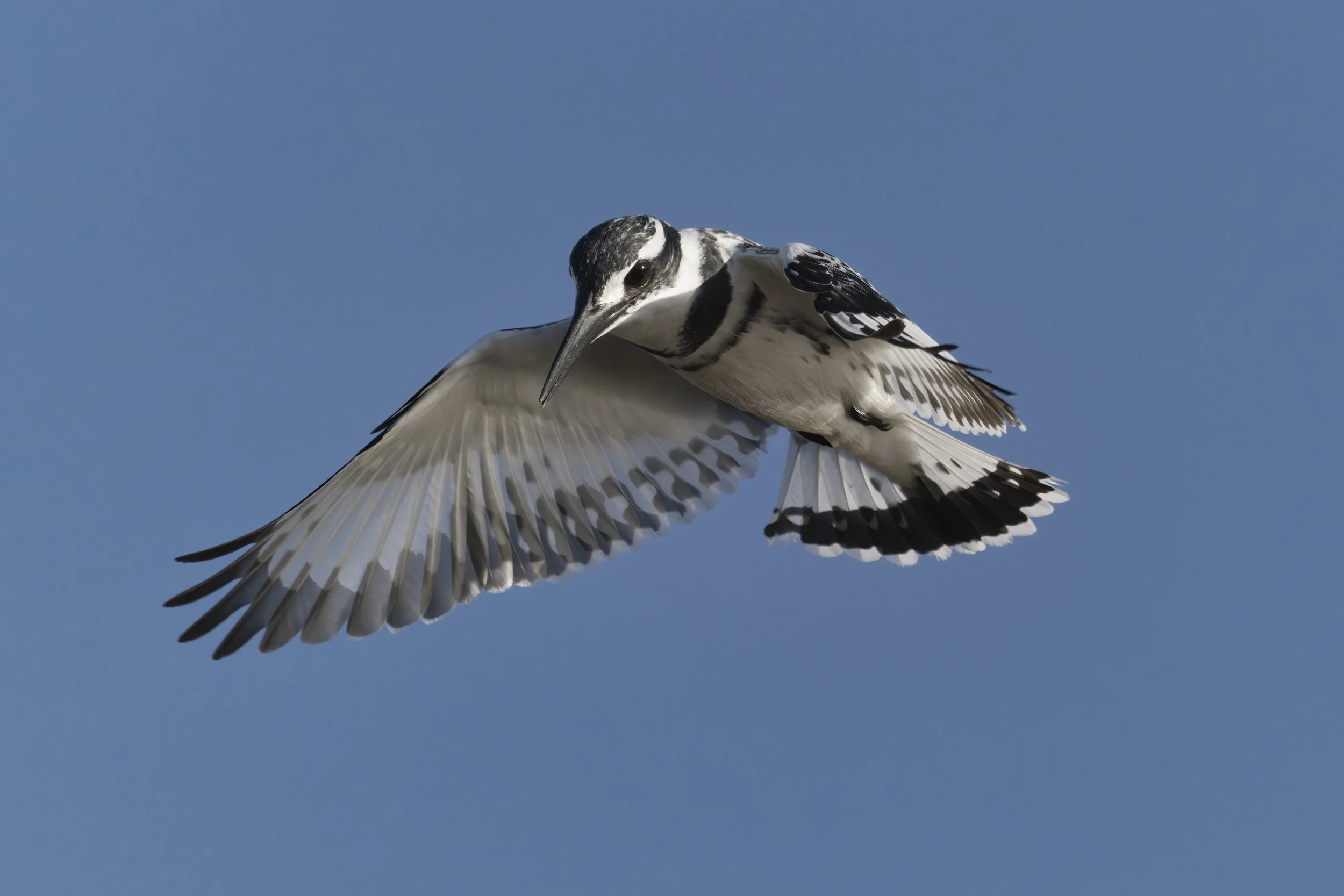 Birds watching Guide UAE