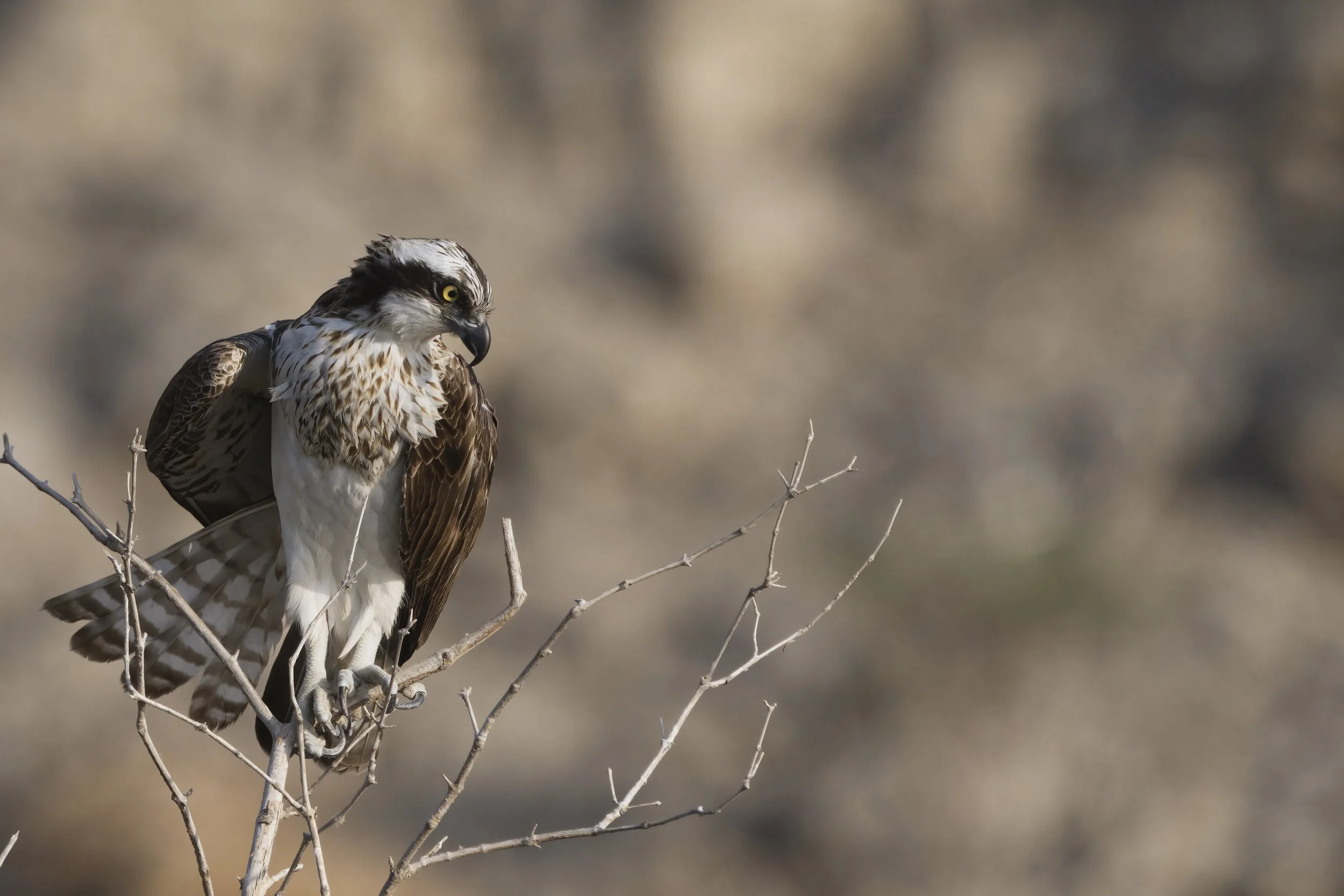 Birds photography trips UAE