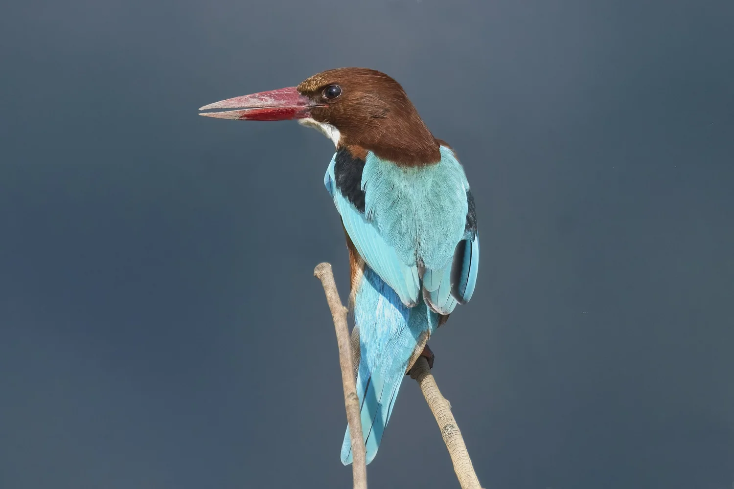 White-throated Kingfisher, Lebanon