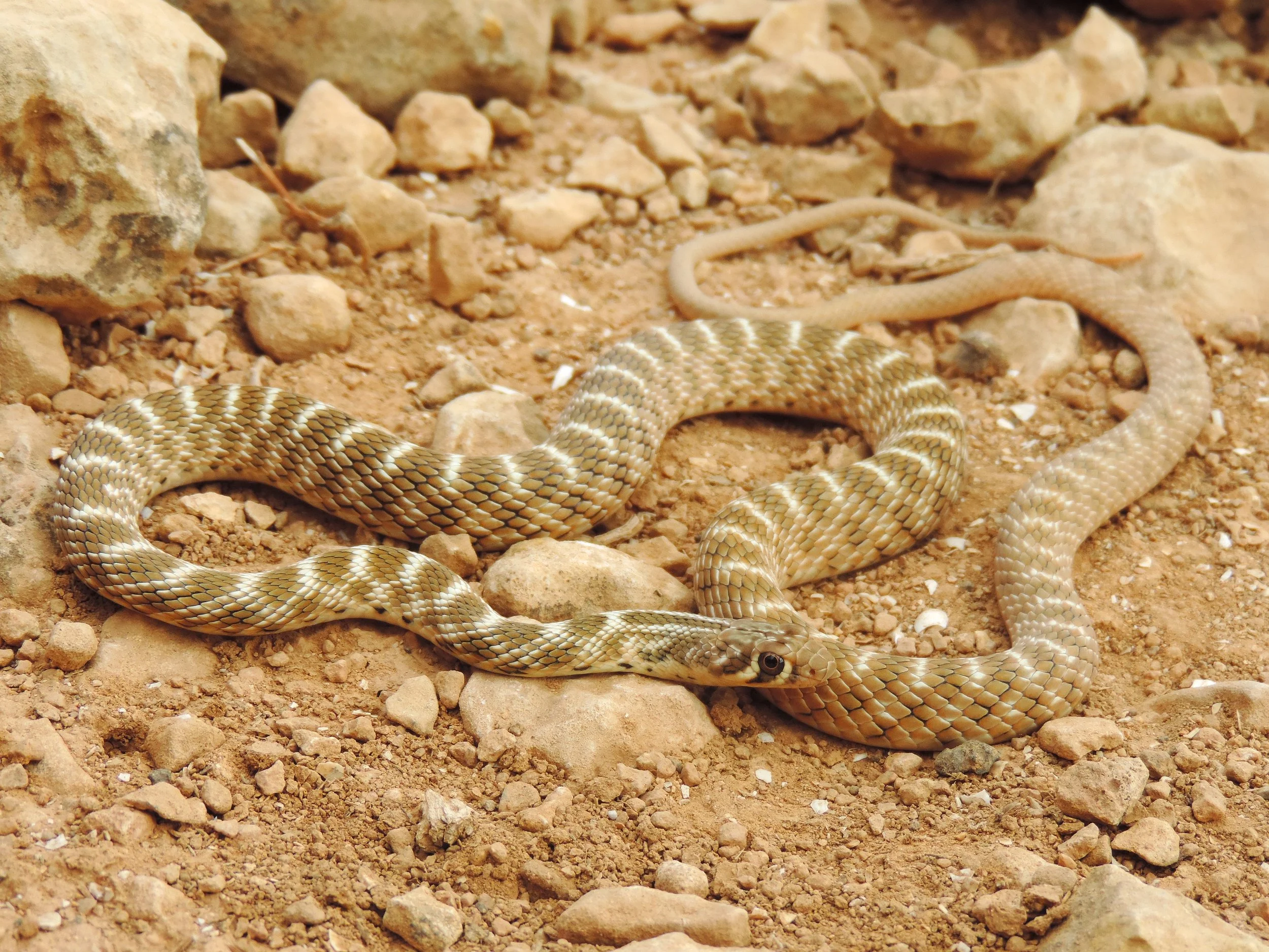 Roger’s Racer (Platyceps rogersi) photographed in the semi-desert of northern Lebanon