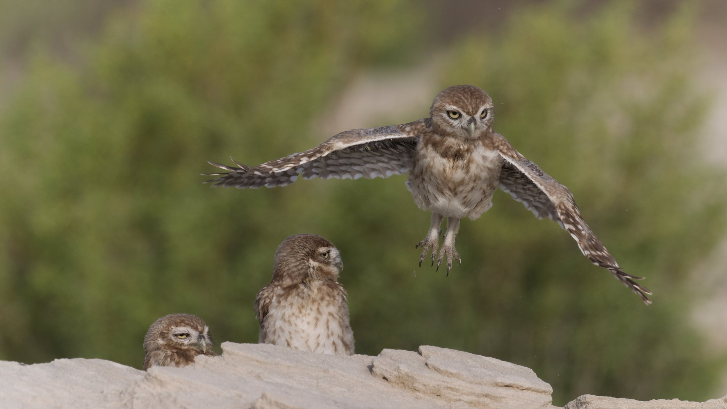 _Z091735 Little Owl.jpeg