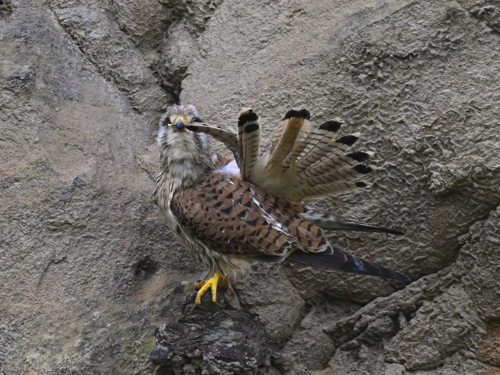 Eurasian Kestrel — best of the story