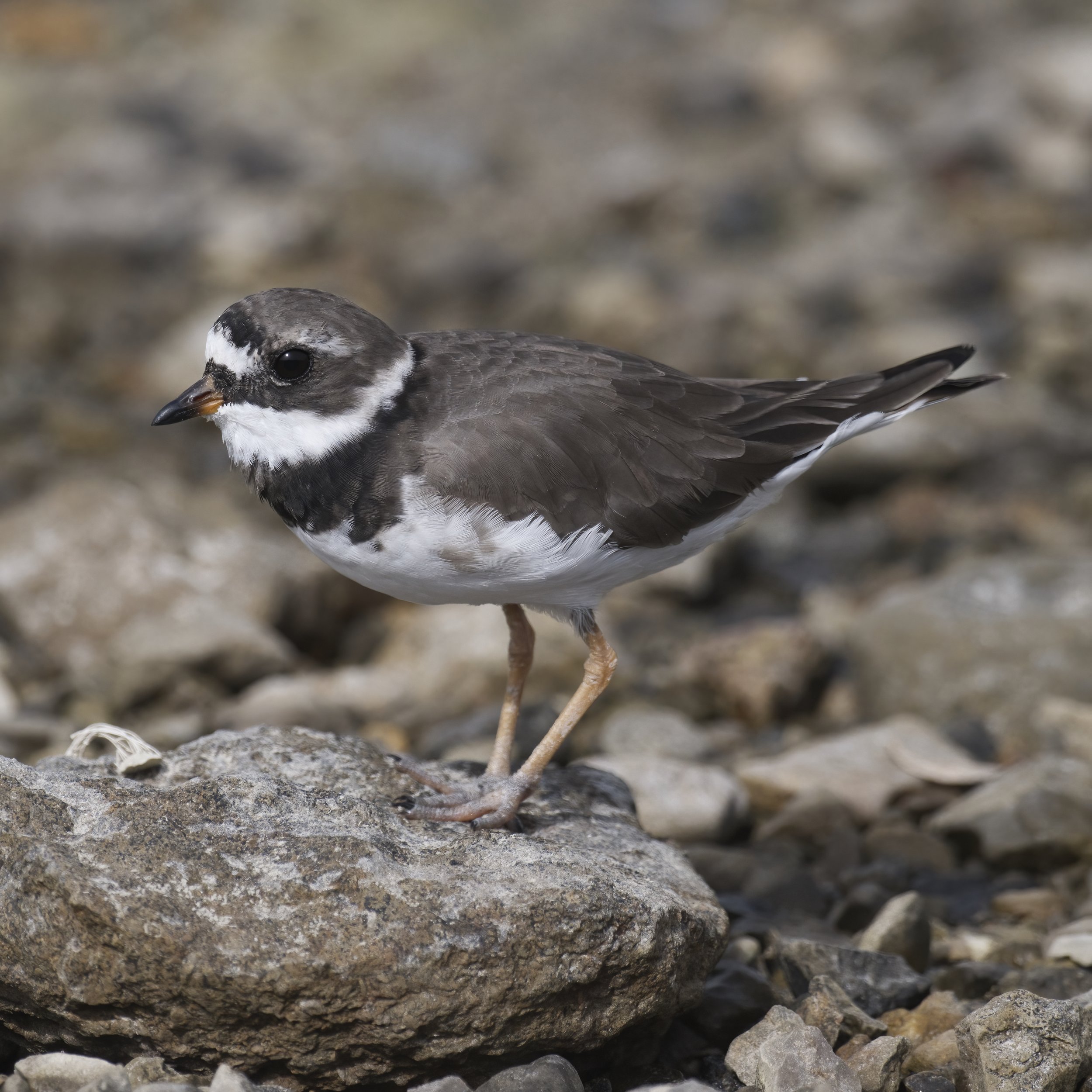 Common Ringed Plover (Charadrius hiaticula)