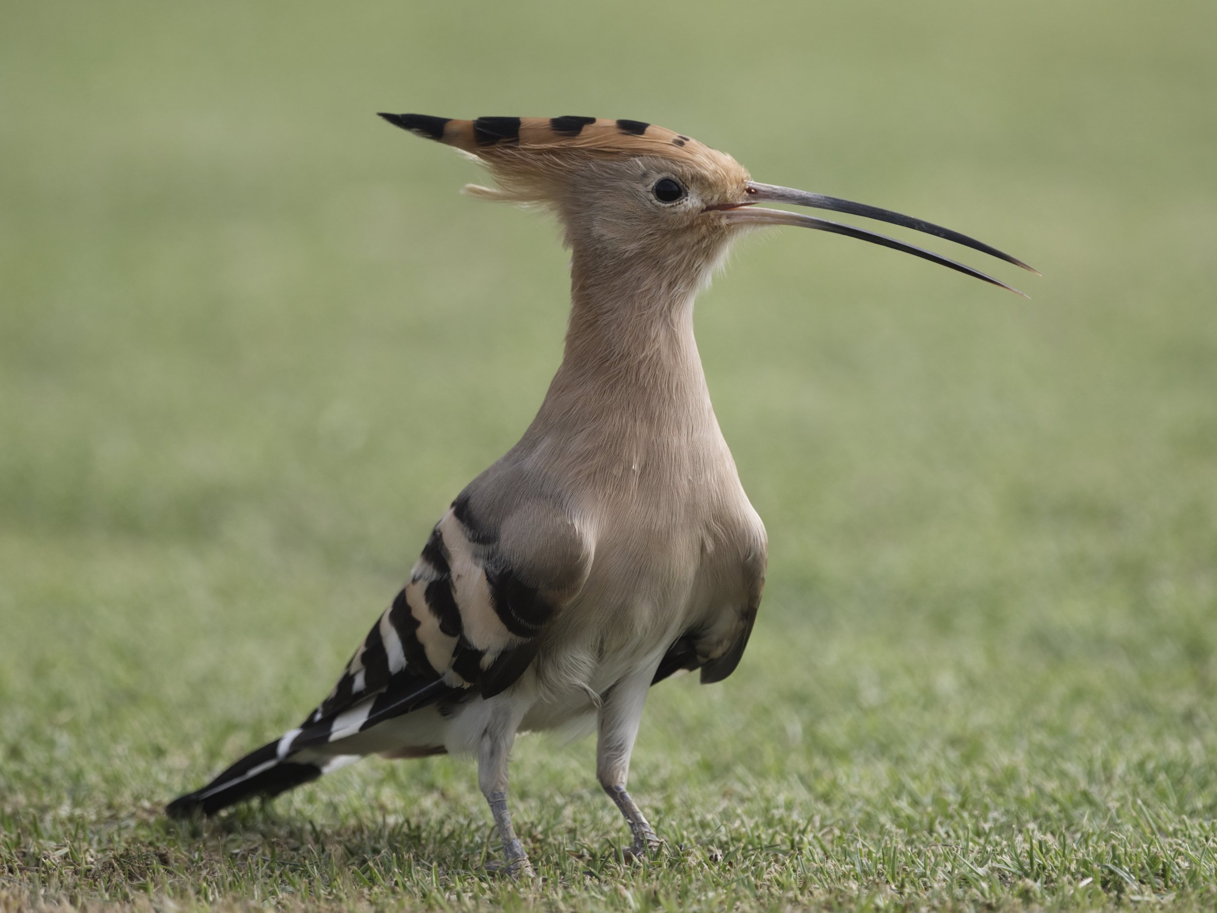 Hoopoe UAE