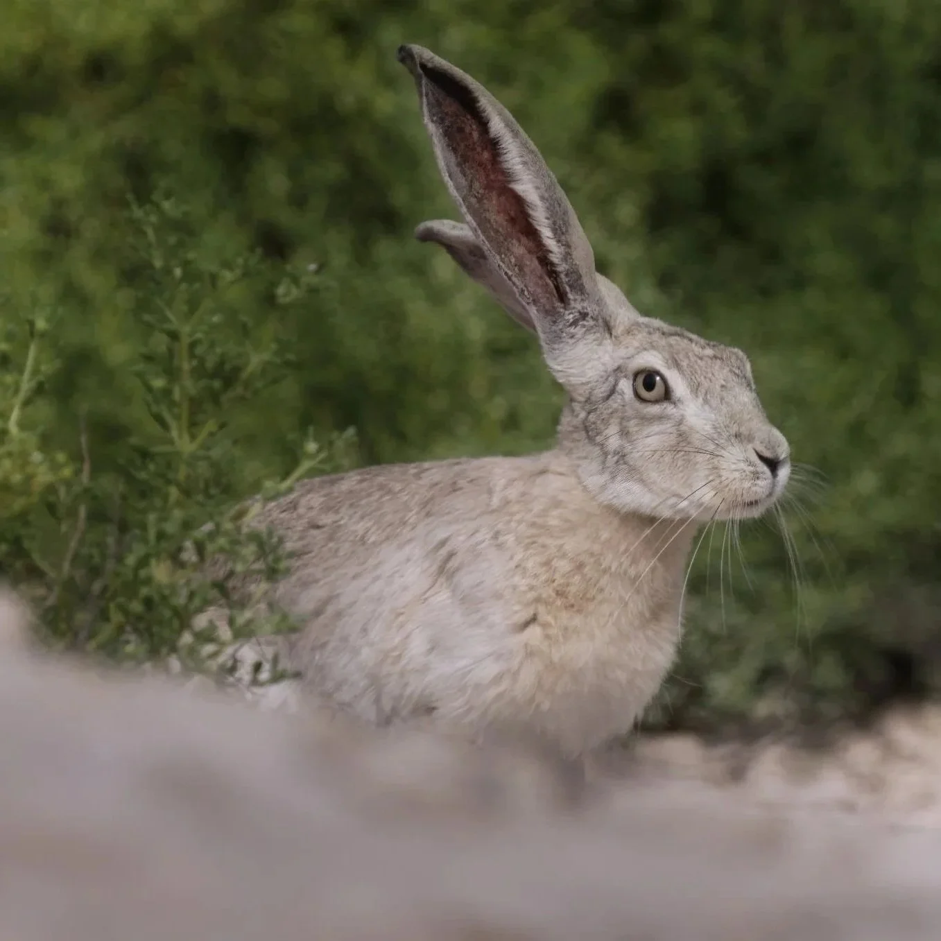Mammals of United Arab Emirates